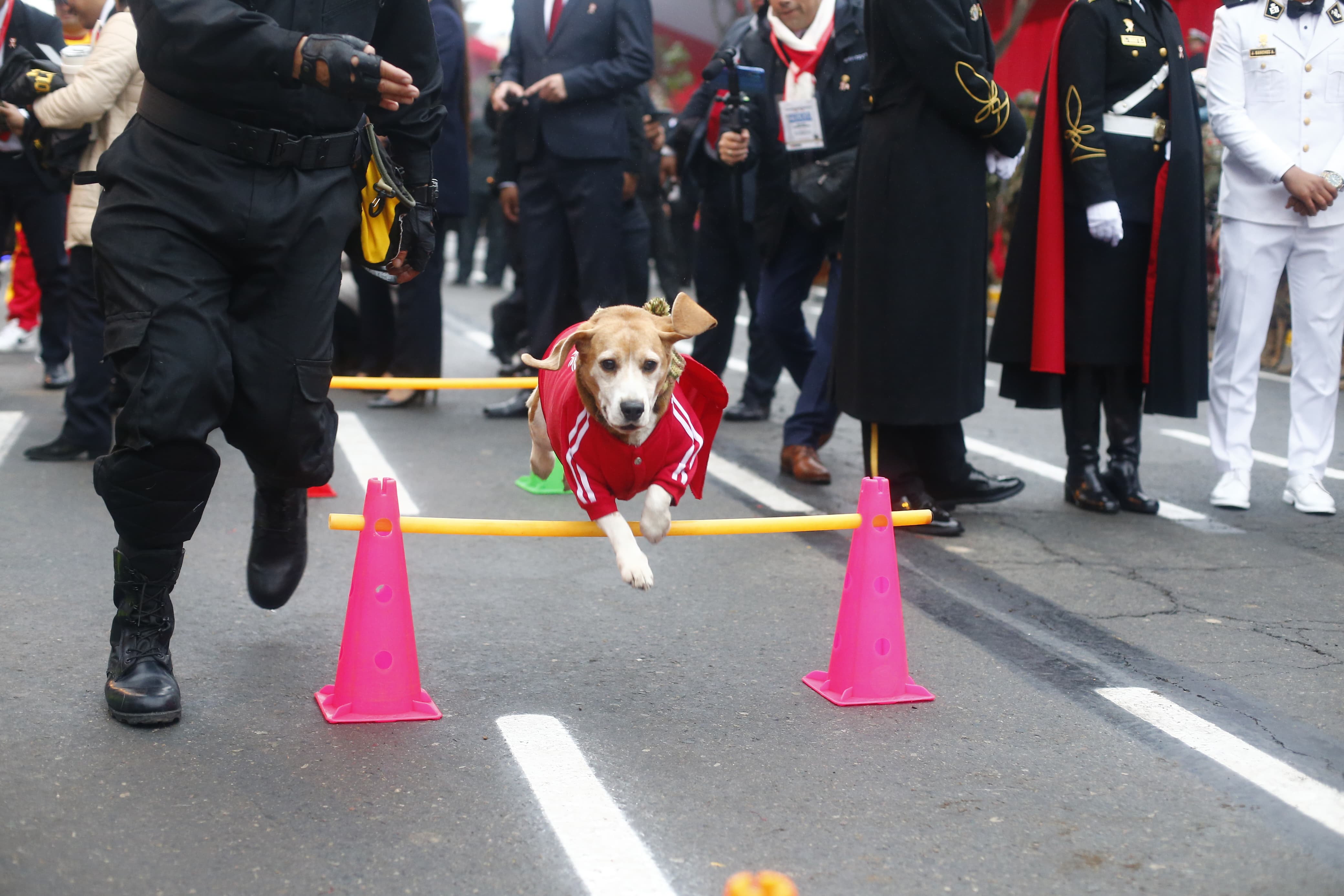 (3) PIRUETAS. Canes de exhibición y algunos de rescate cautivaron en el desfile a lo largo de la avenida Brasil.