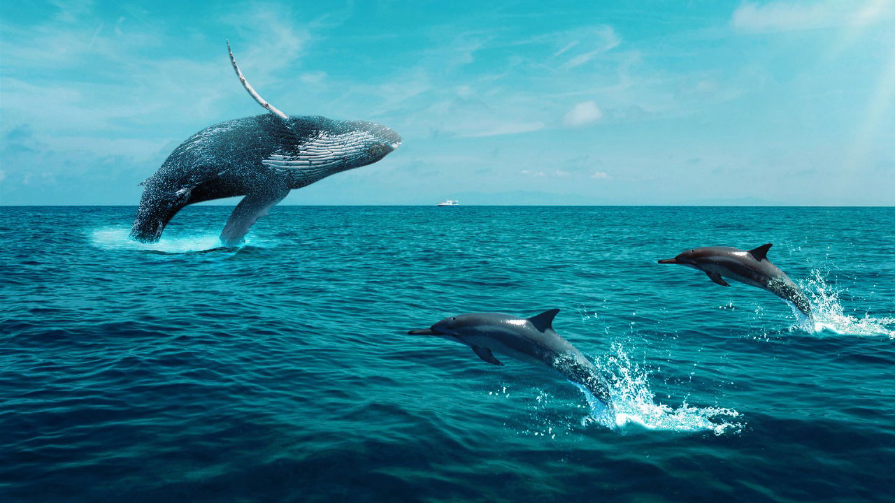 Ballenas