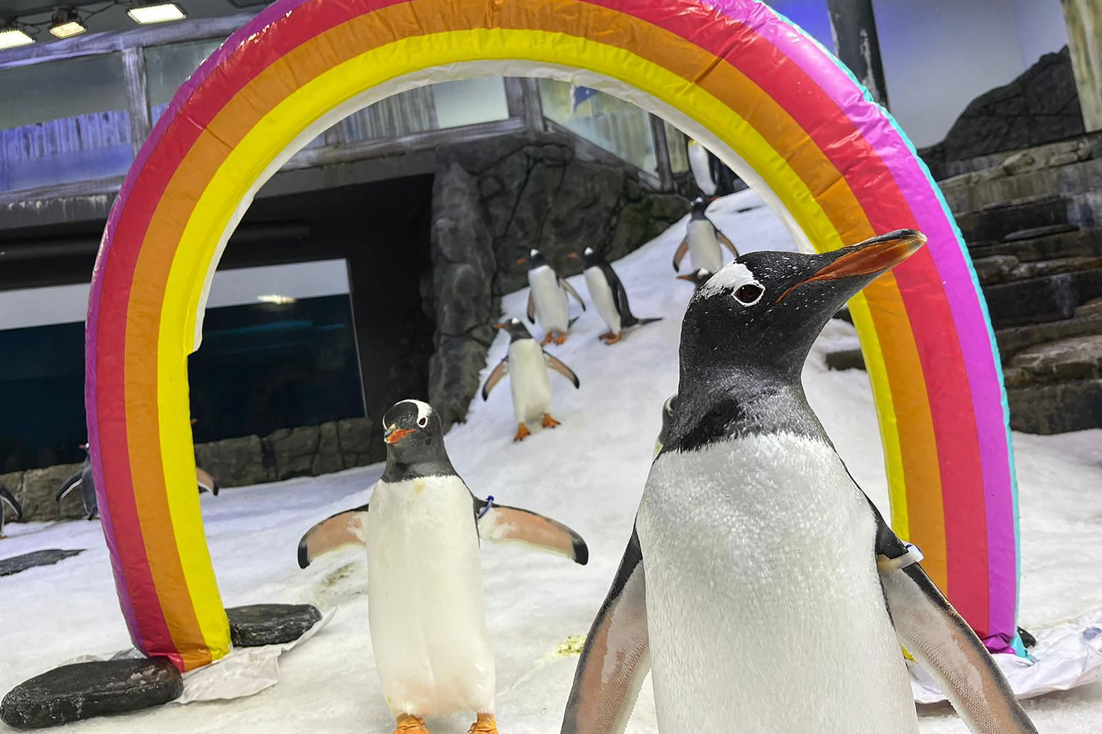 El pingüino gentoo era conocido por adoptar y criar dos polluelos con su pareja Magic desde 2018. (Foto: AFP)