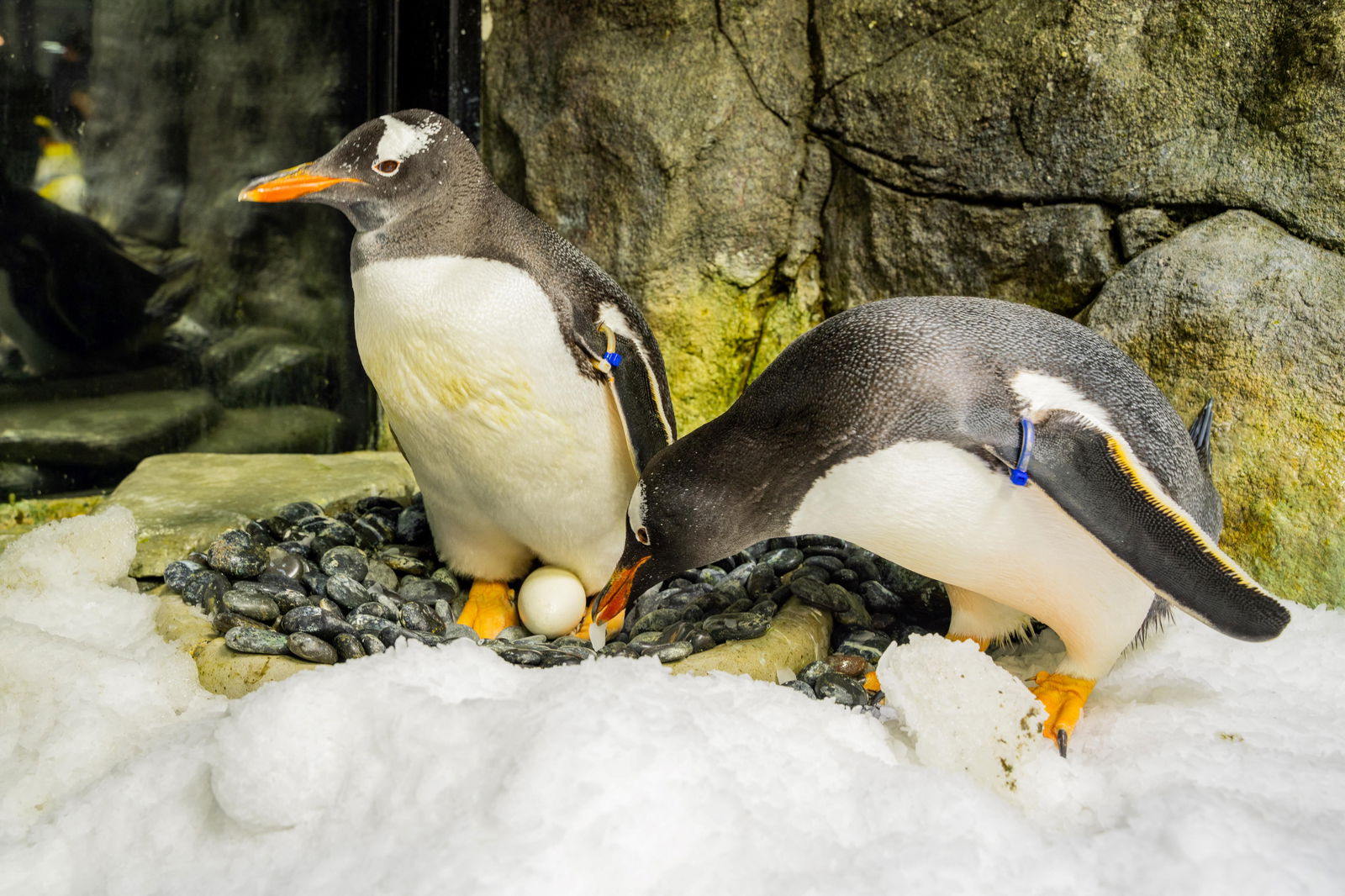 El pingüino gentoo era conocido por adoptar y criar dos polluelos con su pareja Magic desde 2018.