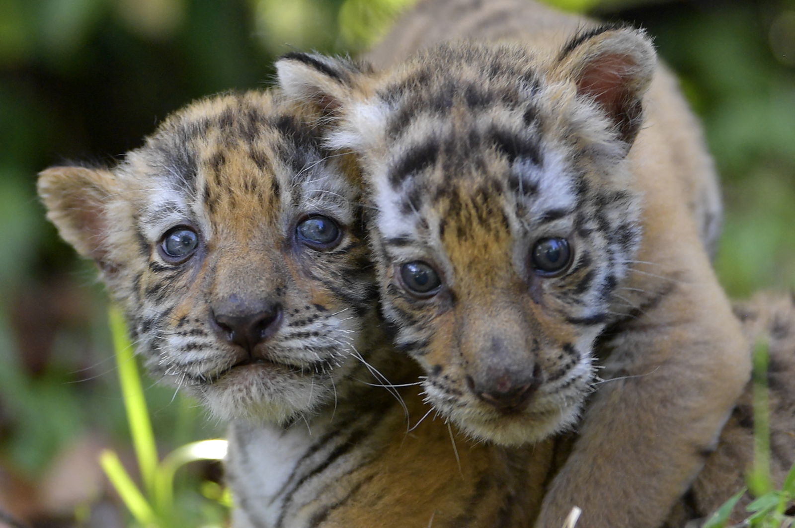 Cachorros de tigres de Bengala nacidos en cautiverio son vistos en el parque temático Hacienda Nápoles. Fueron traídos tras la muerte de Escobar. Foto: AFP