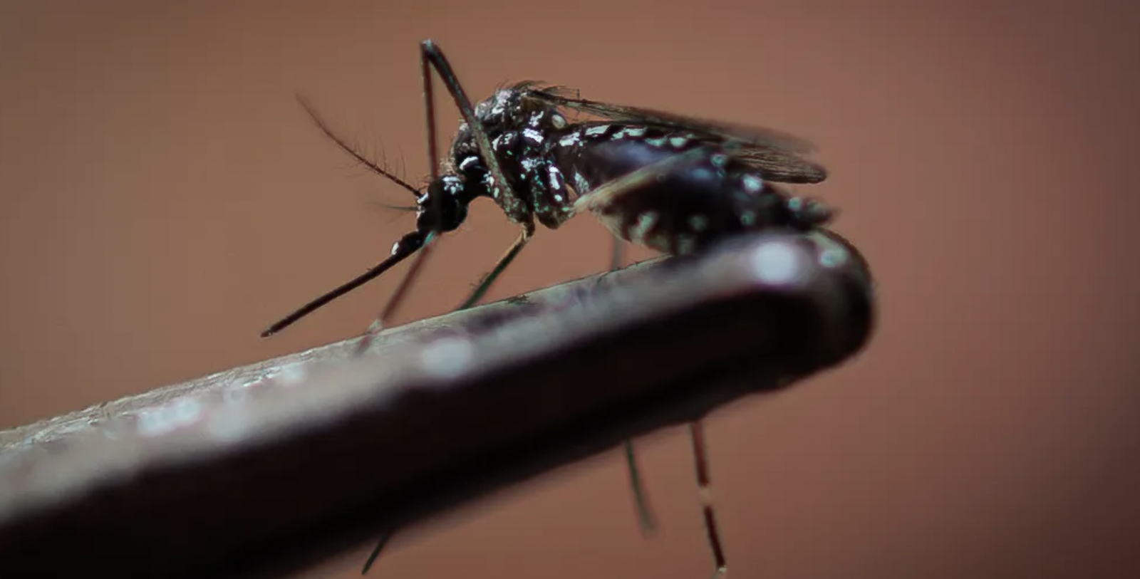 Los síntomas del dengue son fiebre alta, dolor de cabeza, dolor de ojos, sarpullido, dolor muscular y de articulaciones. 