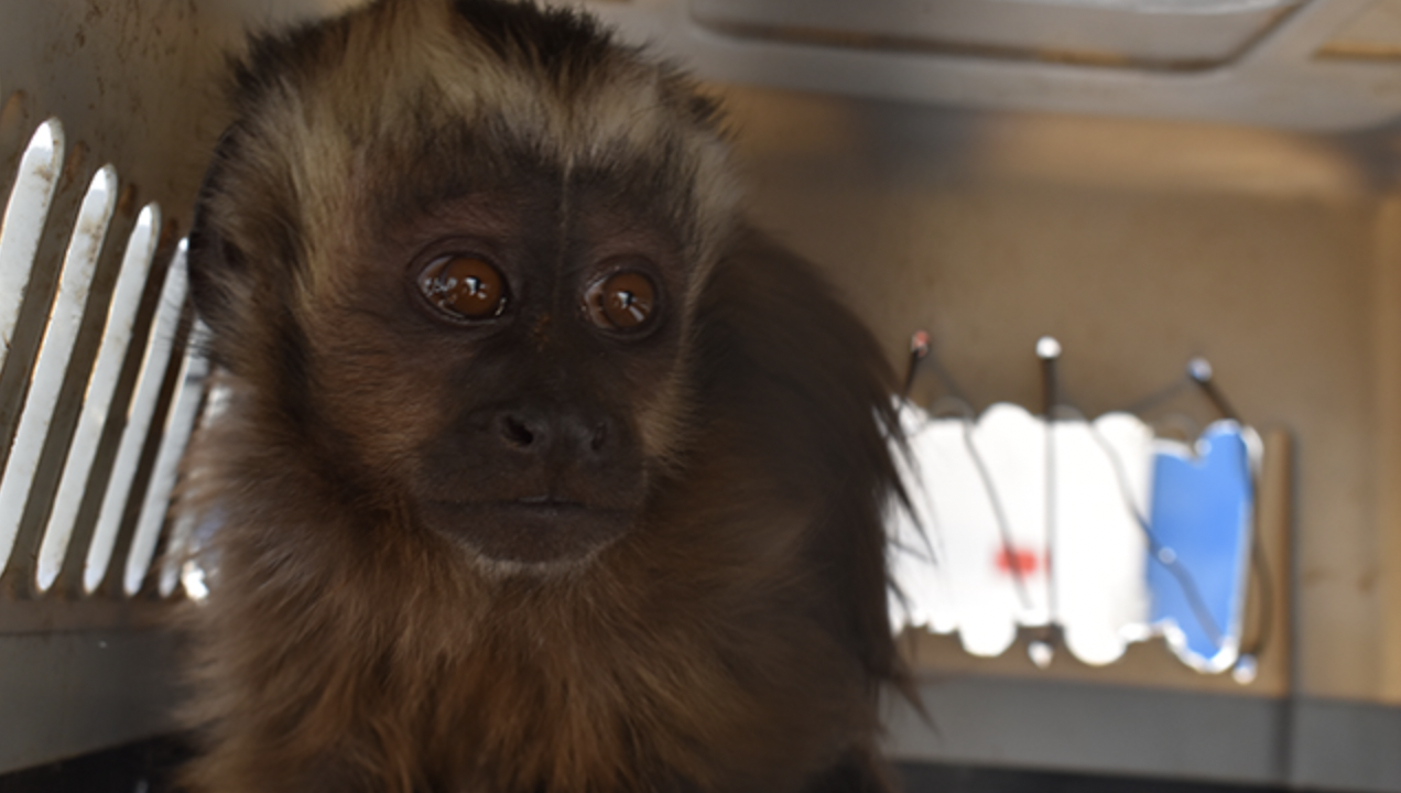 El pequeño animal había ingresado a algunas casas.