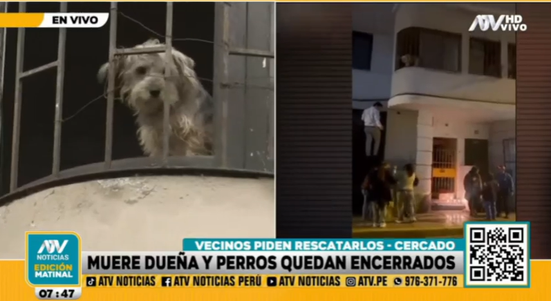 Las mascotas han quedado encerradas en la vivienda.