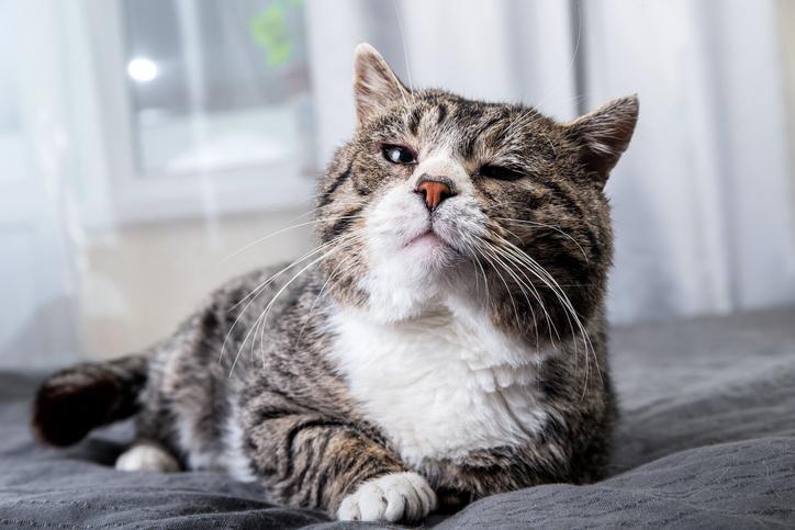 Los gatos maduros pueden mostrar comportamiento retraído o hacer ruidos en momentos poco sociables.