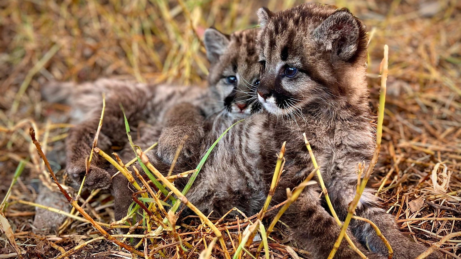 Mientras se recuperan los felinos, se coordina el traslado de ambas crías a un centro de rescate y evaluar su eventual reintroducción al hábitat natural.