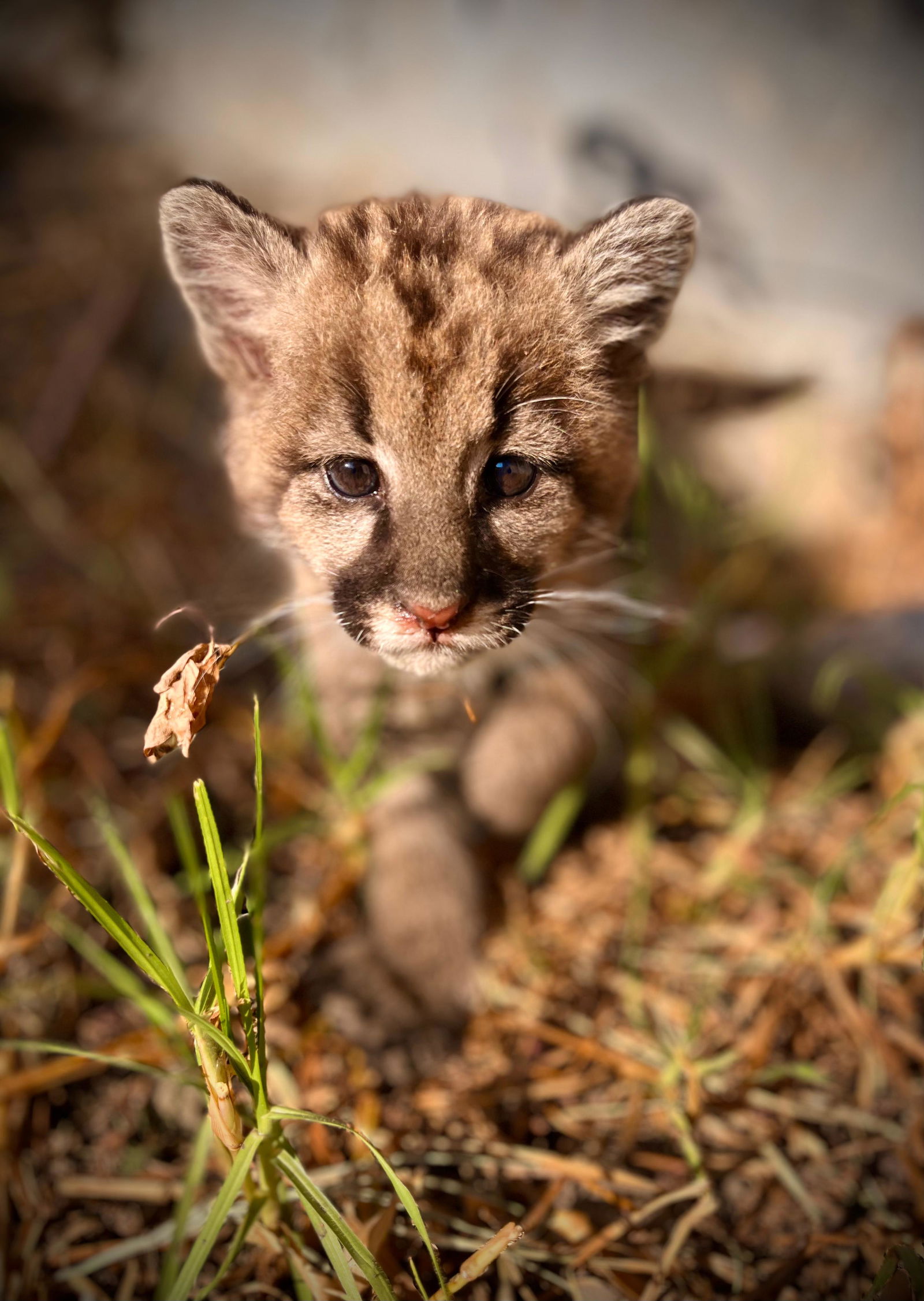 Mientras se recuperan los felinos, se coordina el traslado de ambas crías a un centro de rescate y evaluar su eventual reintroducción al hábitat natural.