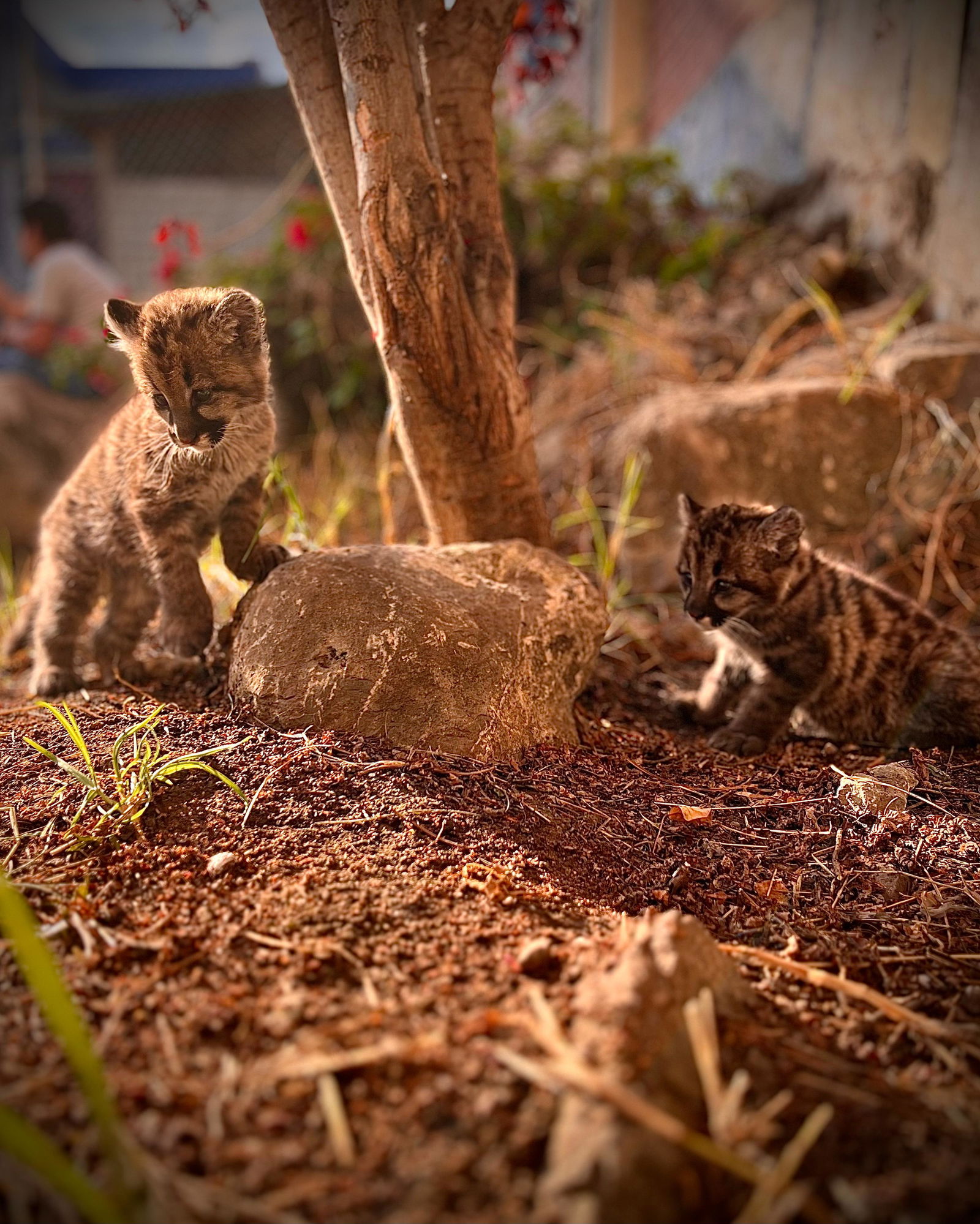 Mientras se recuperan los felinos, se coordina el traslado de ambas crías a un centro de rescate y evaluar su eventual reintroducción al hábitat natural.