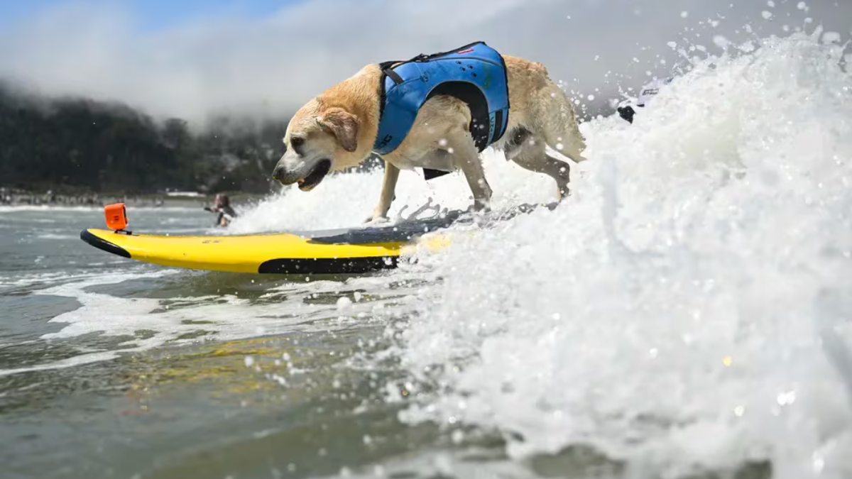 Surf canino