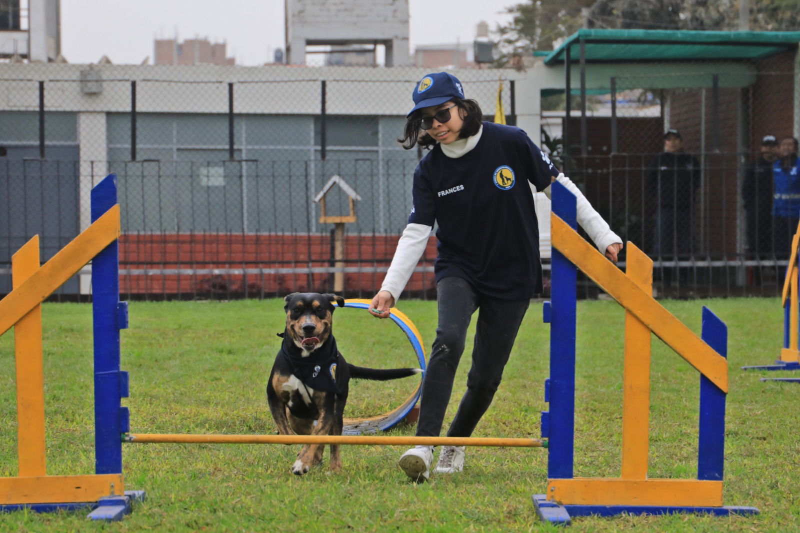 Curso gratuito para mascotas.