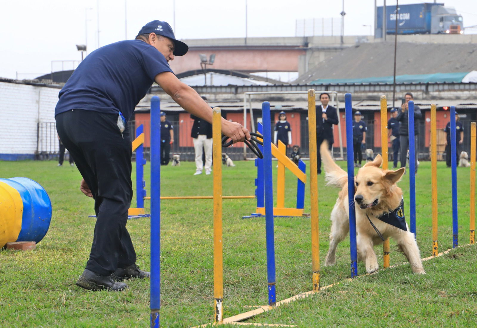 Entrenamiento de mascotas. 