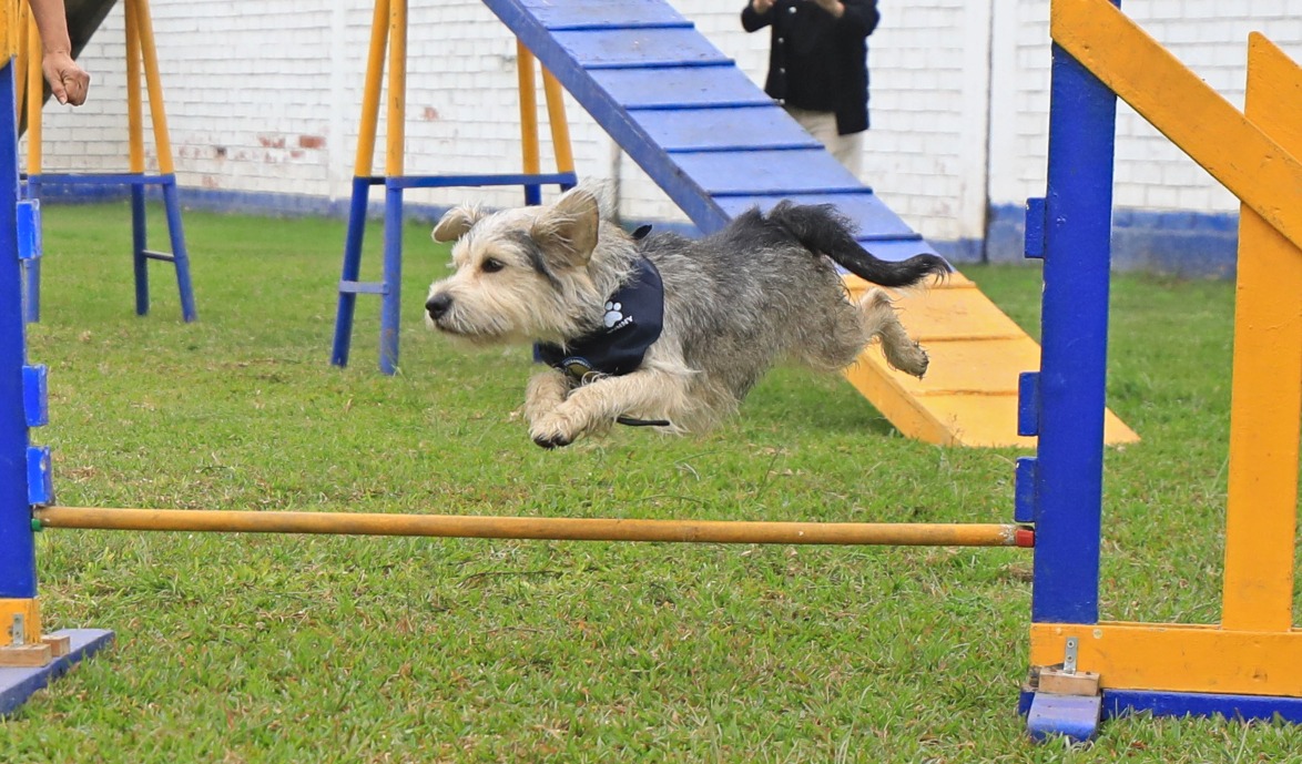 Entrenamiento de mascotas.