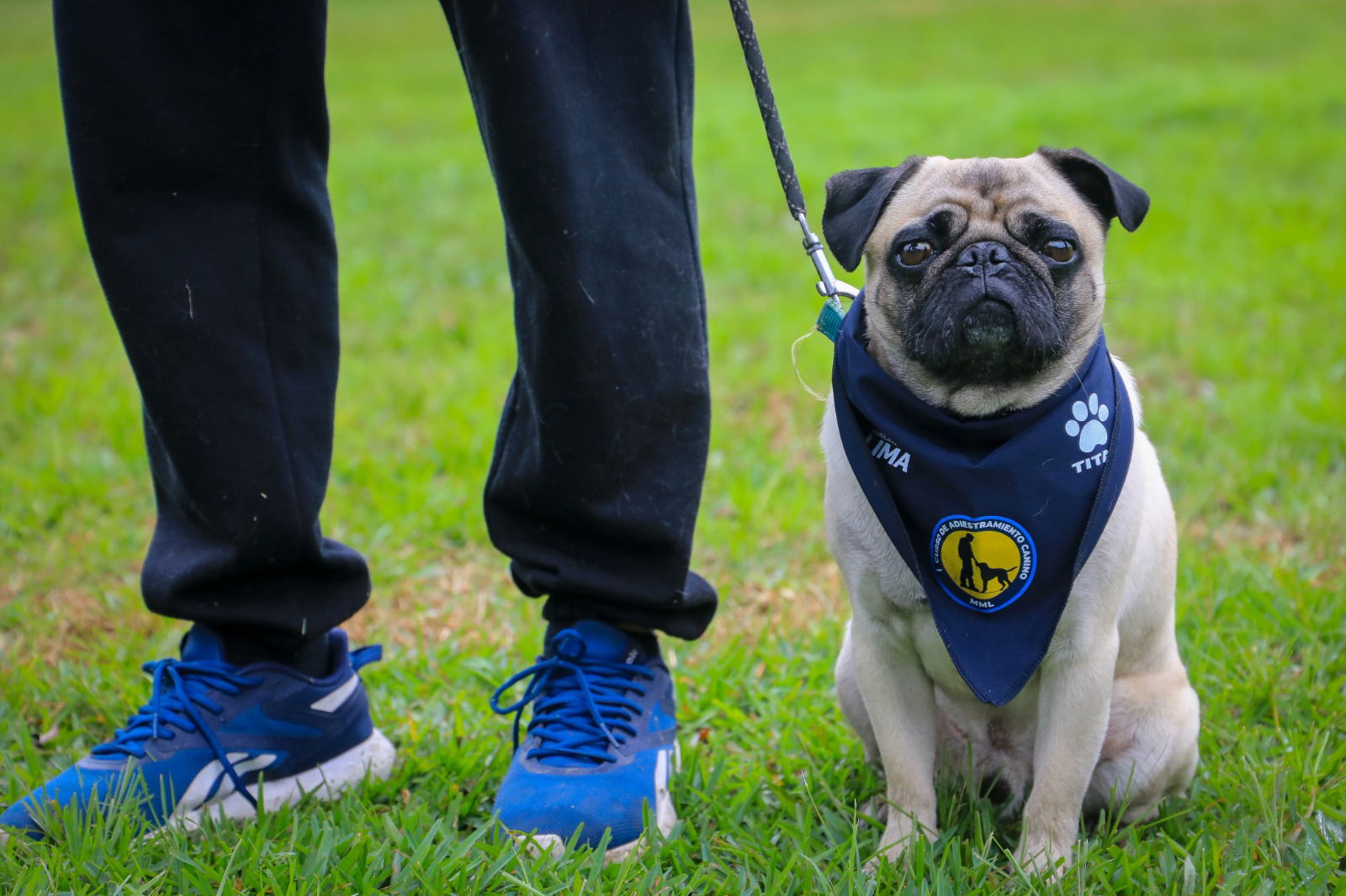 Curso de entrenamiento gratuito para tu mascota.