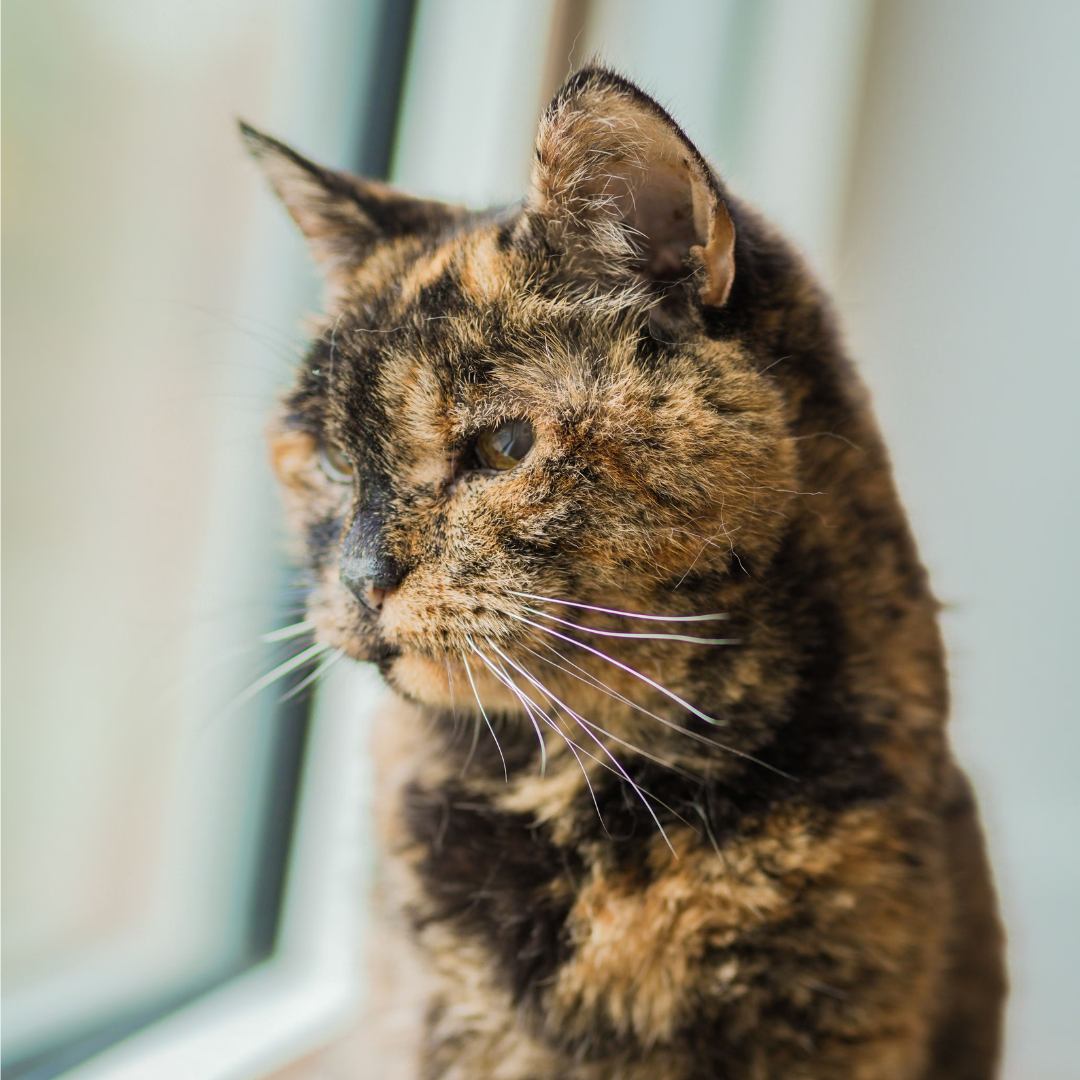 Flossie, la gata más longeva del mundo, tiene 27 años y es récord Guinness.