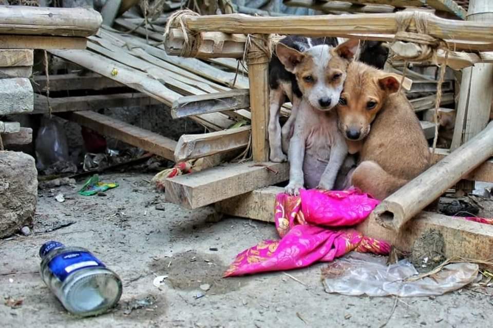 Perritos quedaron asustados por el fuerte ruido. 