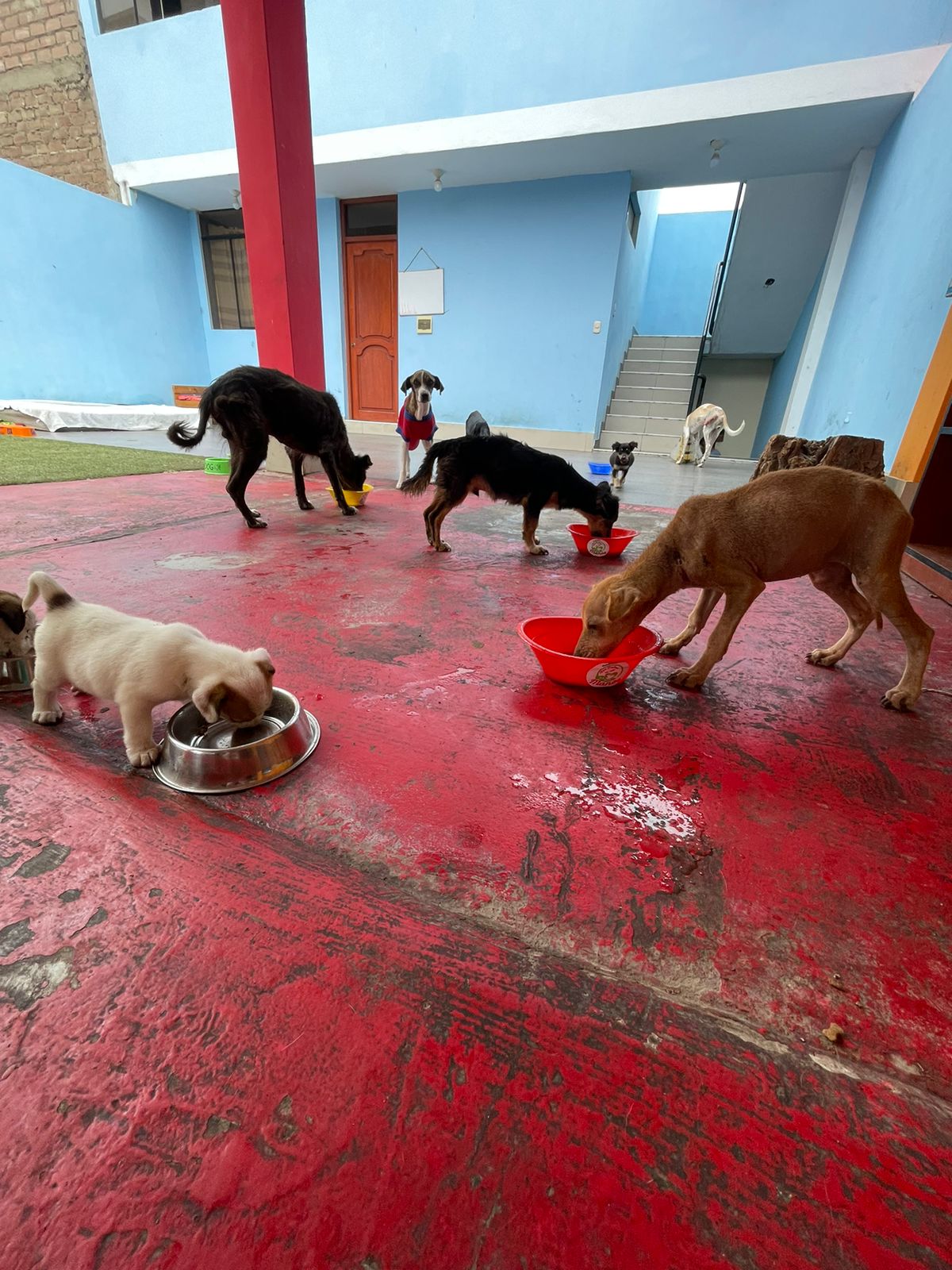 Perritos de albergue.