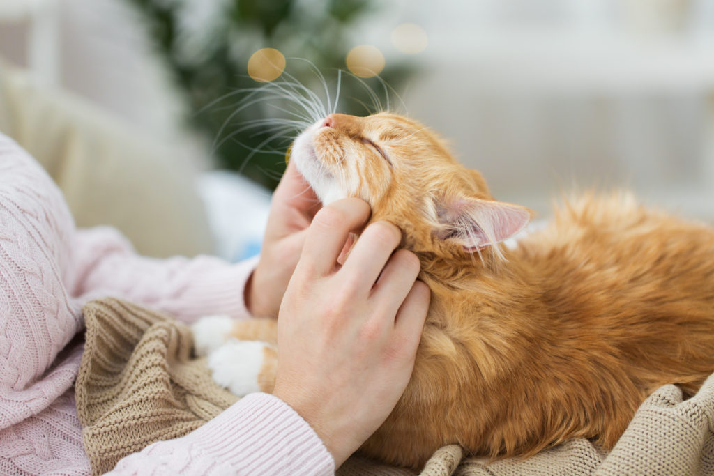 El ronroneo es una señal de que los gatos están felices y de que se sienten cómodos.