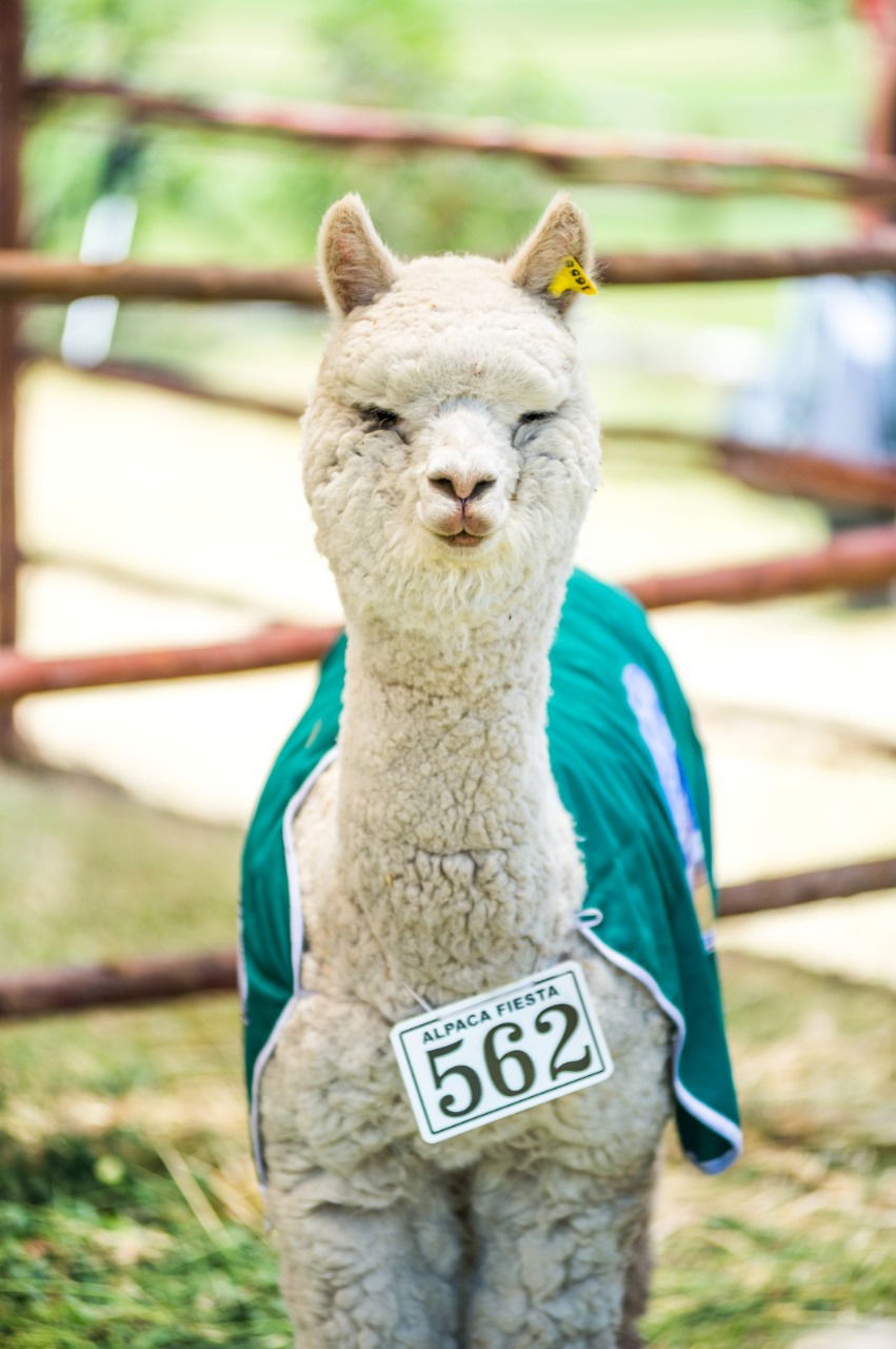 Alpaca