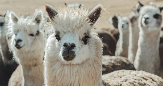 Llamas