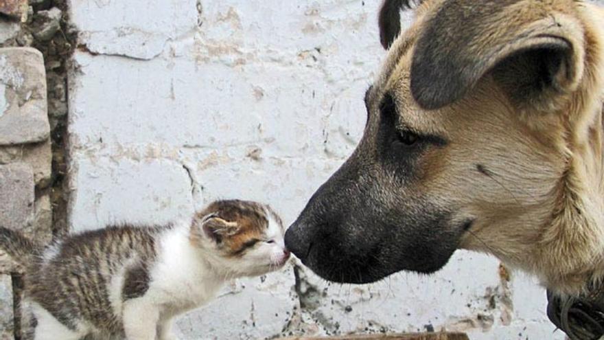 Nuevo caso de maltrato animal en Trujillo conmociona a vecinos. Foto: Referencial