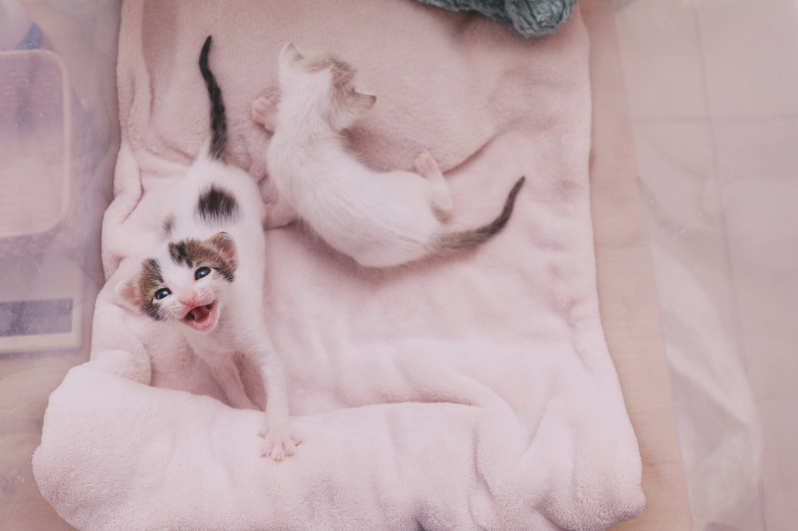 Adoptamiu trabaja con gatos neonatos que han quedado en la orfandad.