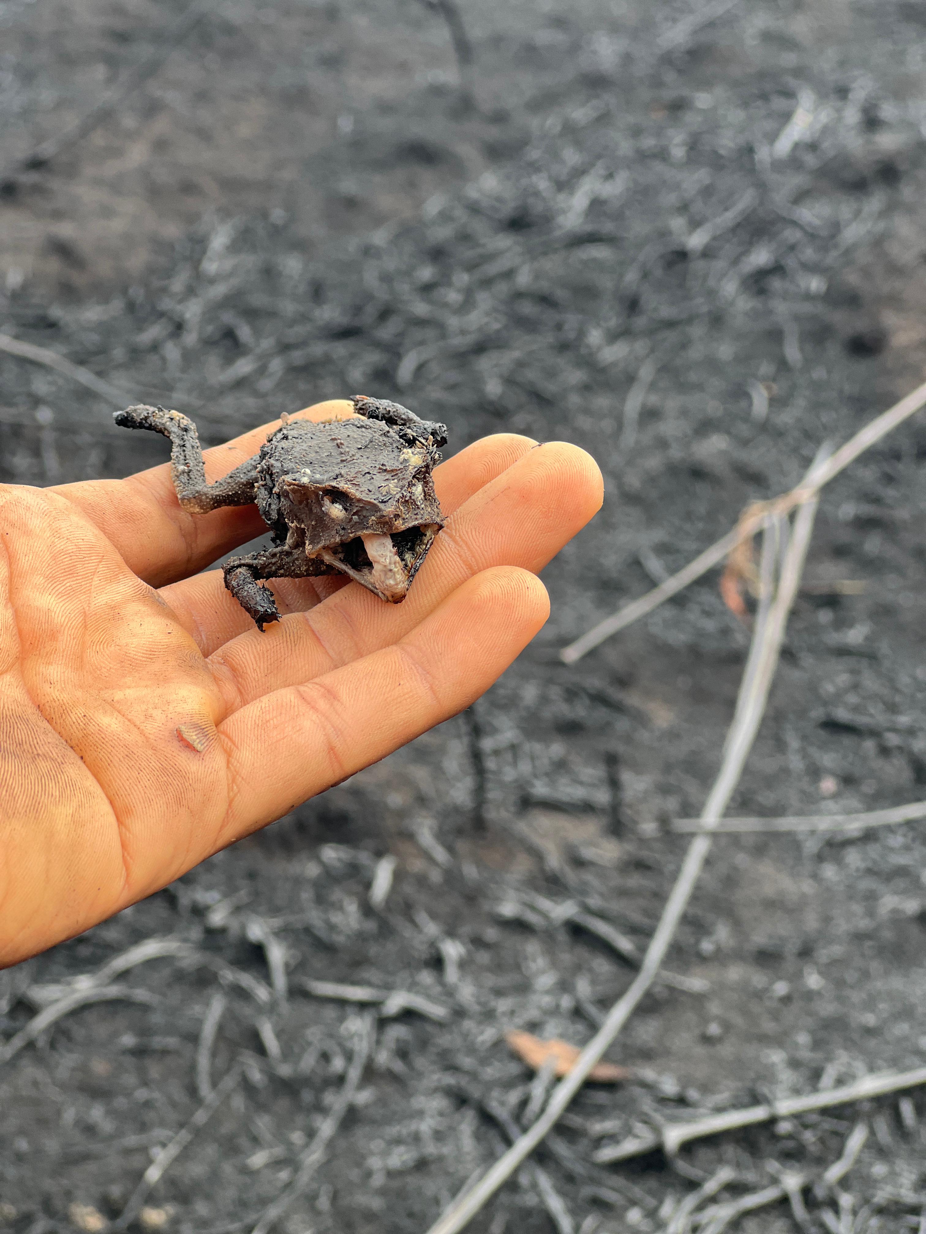 Animal calcinado durante incendio en San Martín. Foto de André Cabanillas.