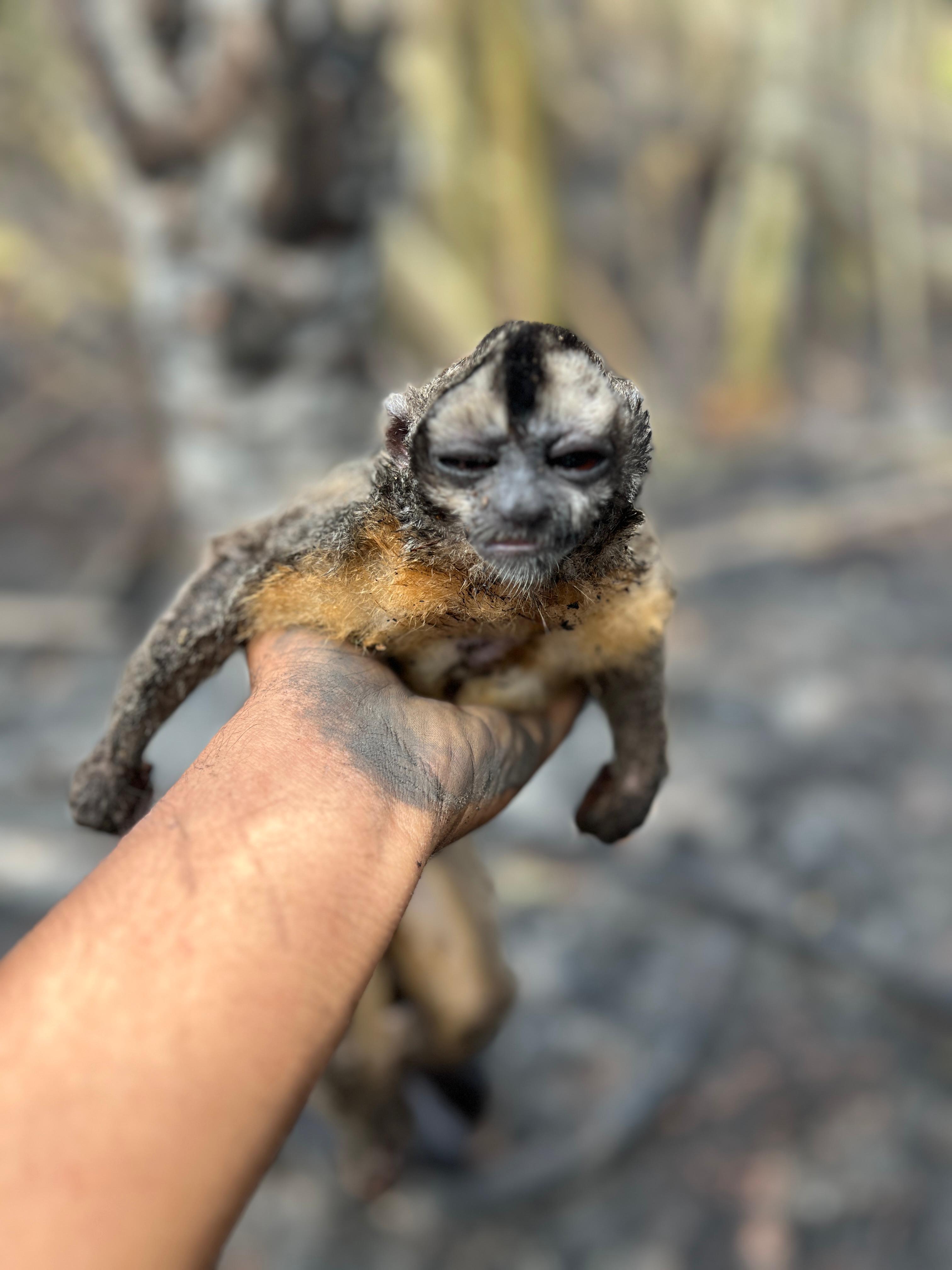 Animale calcinado durante incendio en San Martín. Foto de André Cabanillas.