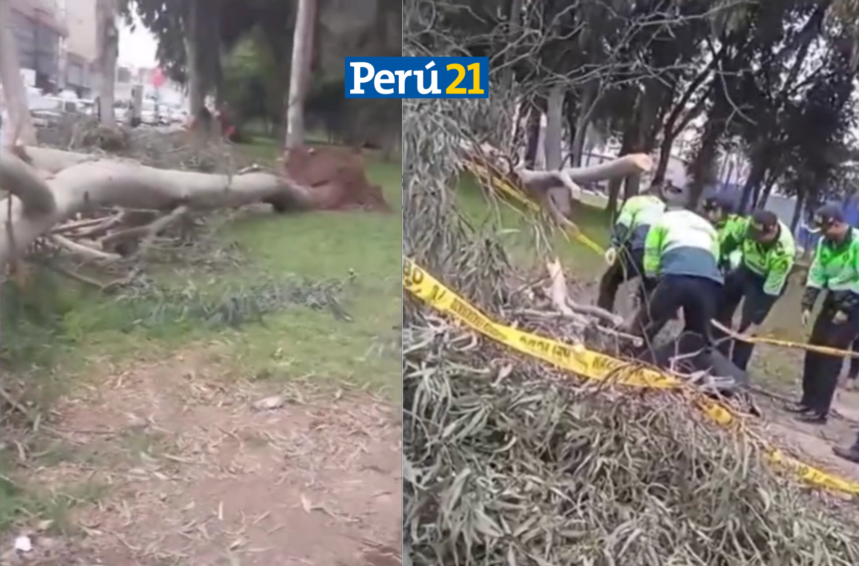 árbol mata a hombre