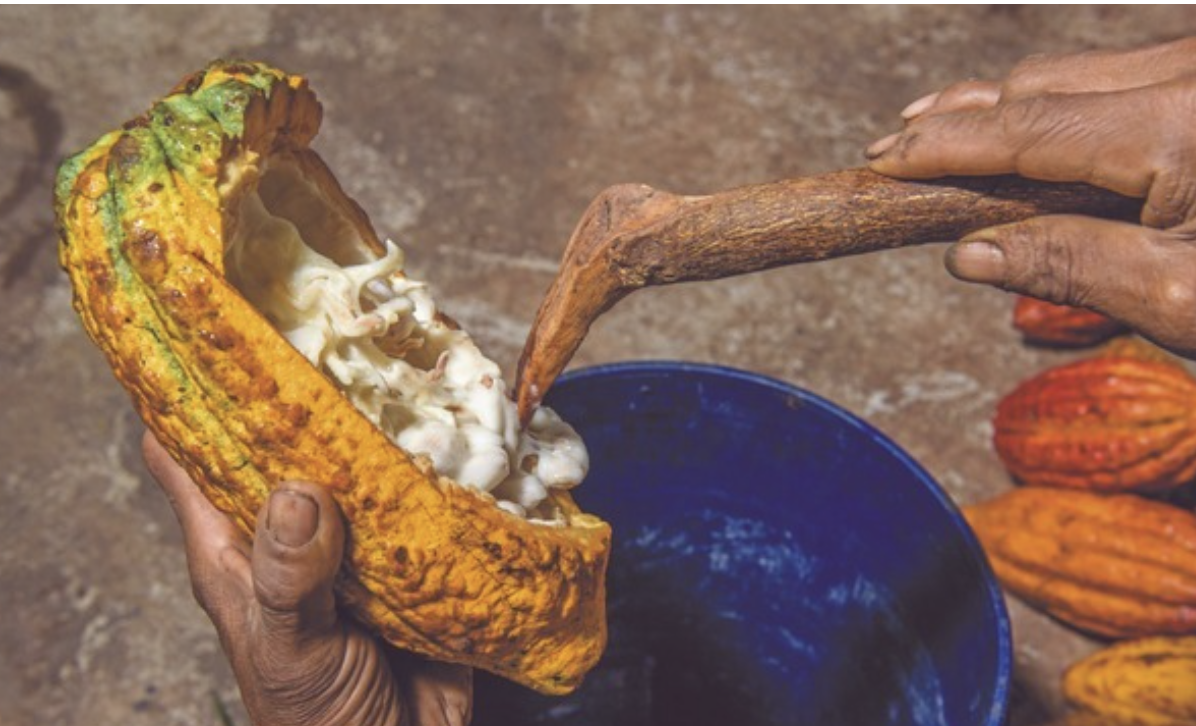 En nuestro país se encuentra aproximadamente el 60% de la biodiversidad del cacao que existe en el mundo. 