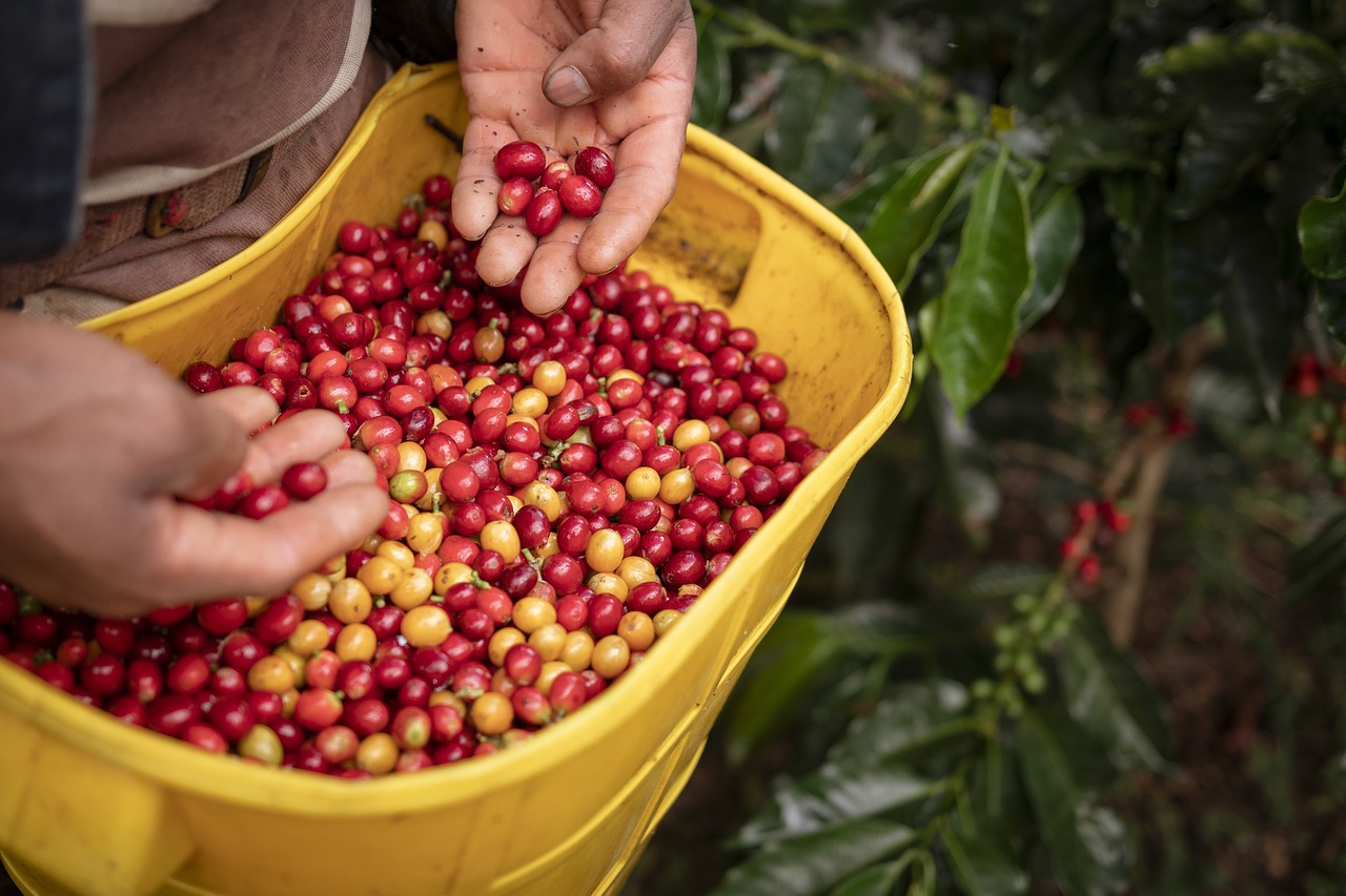 Este 1 de octubre se celebra el Día Internacional del Café.