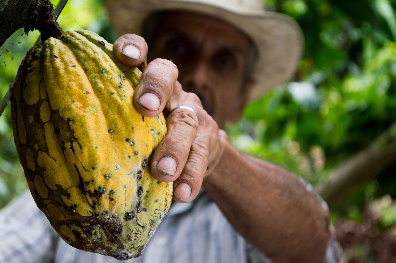 Cacao