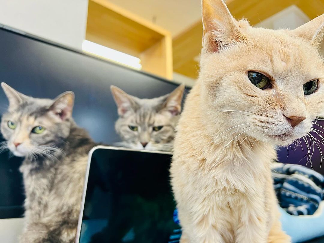 ¿Te imaginas poder trabajar junto a tu gato? En esta empresa es posible. Foto de la empresa japonesa Qnote.