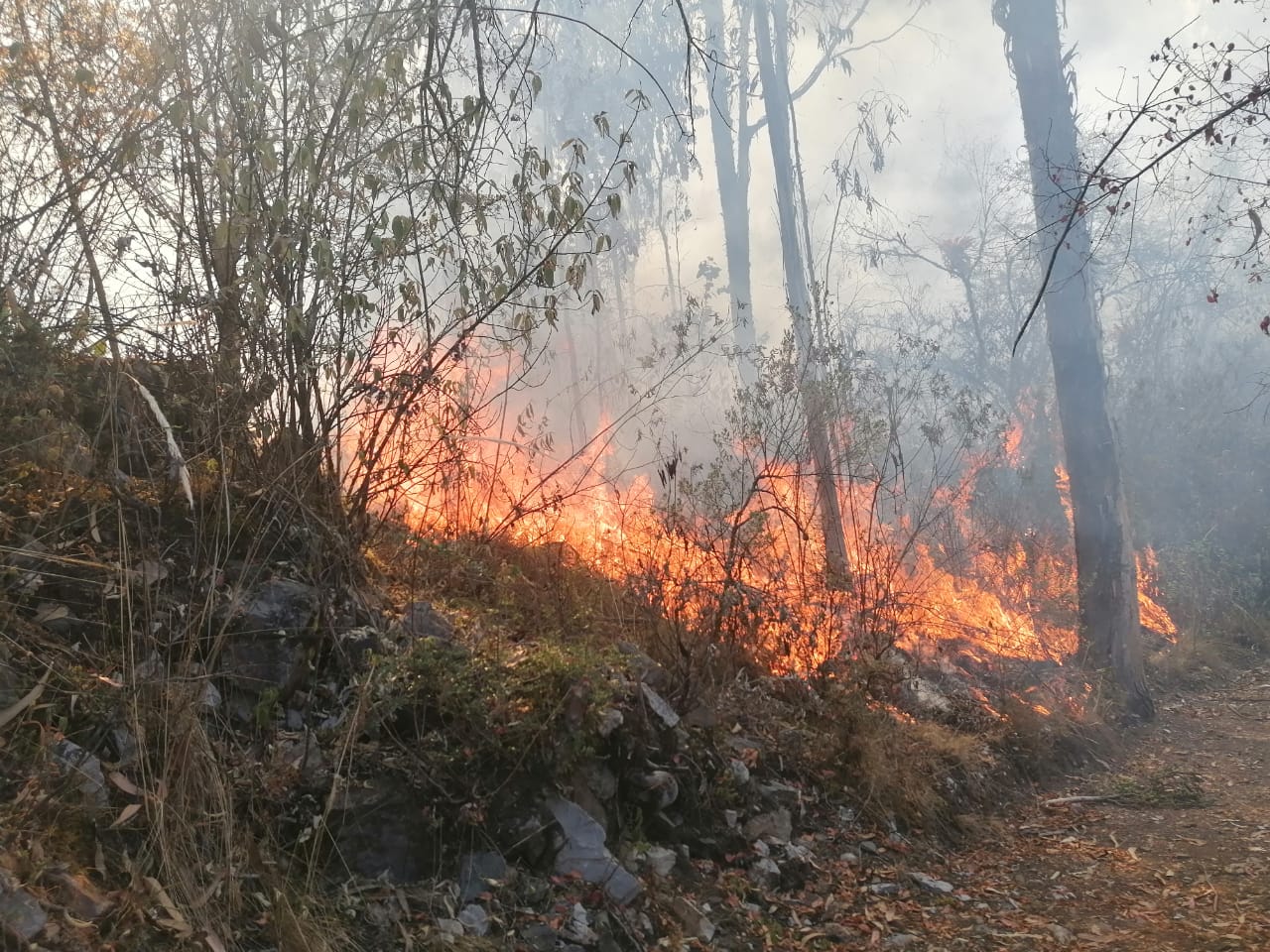 incendio forestal