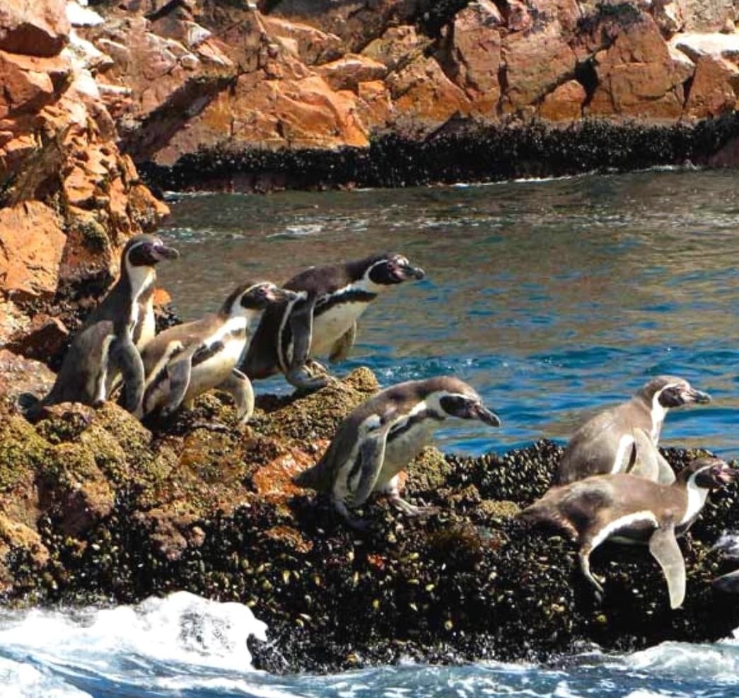 Islas Ballestas