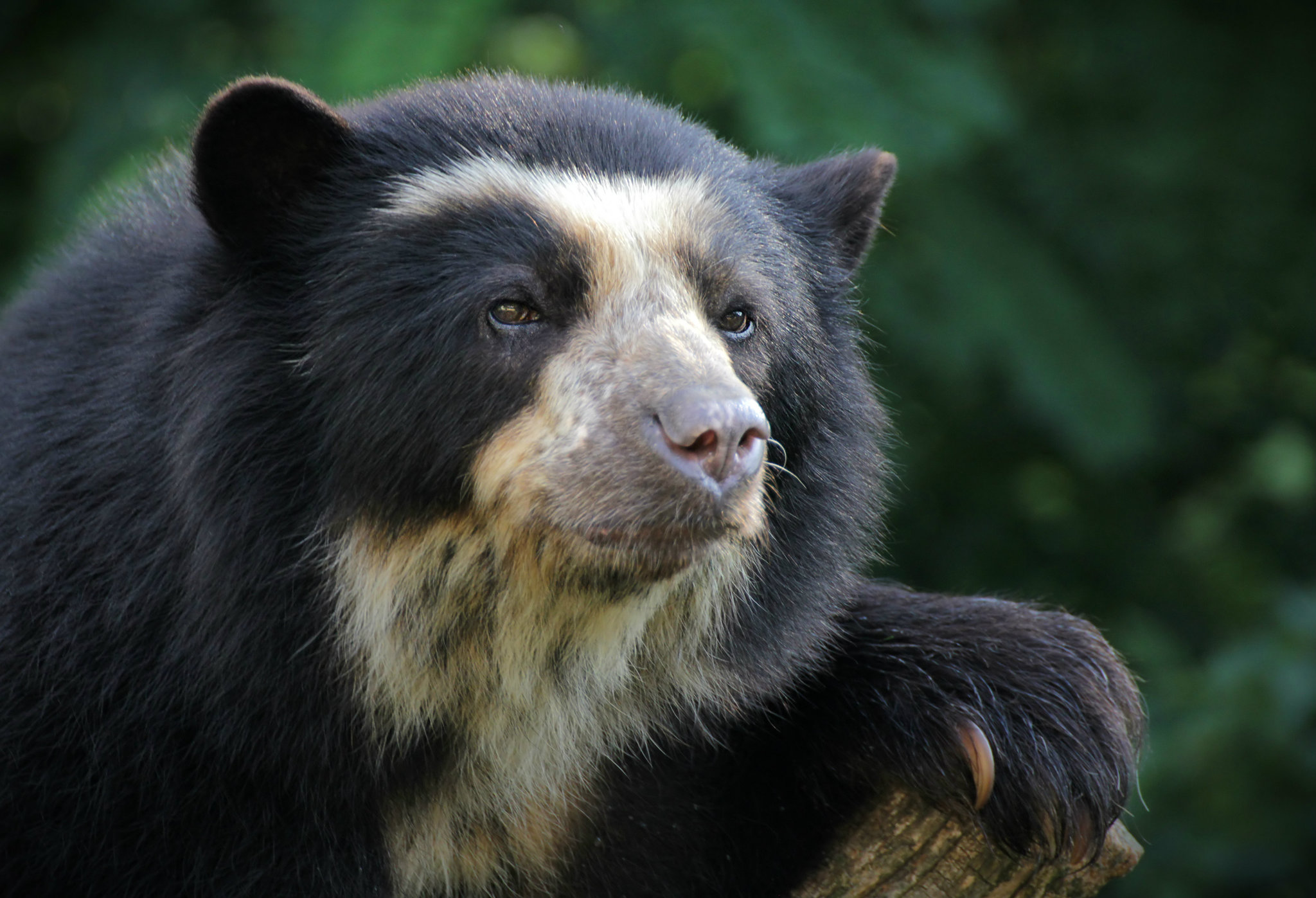 El oso andino es una especie protegida.