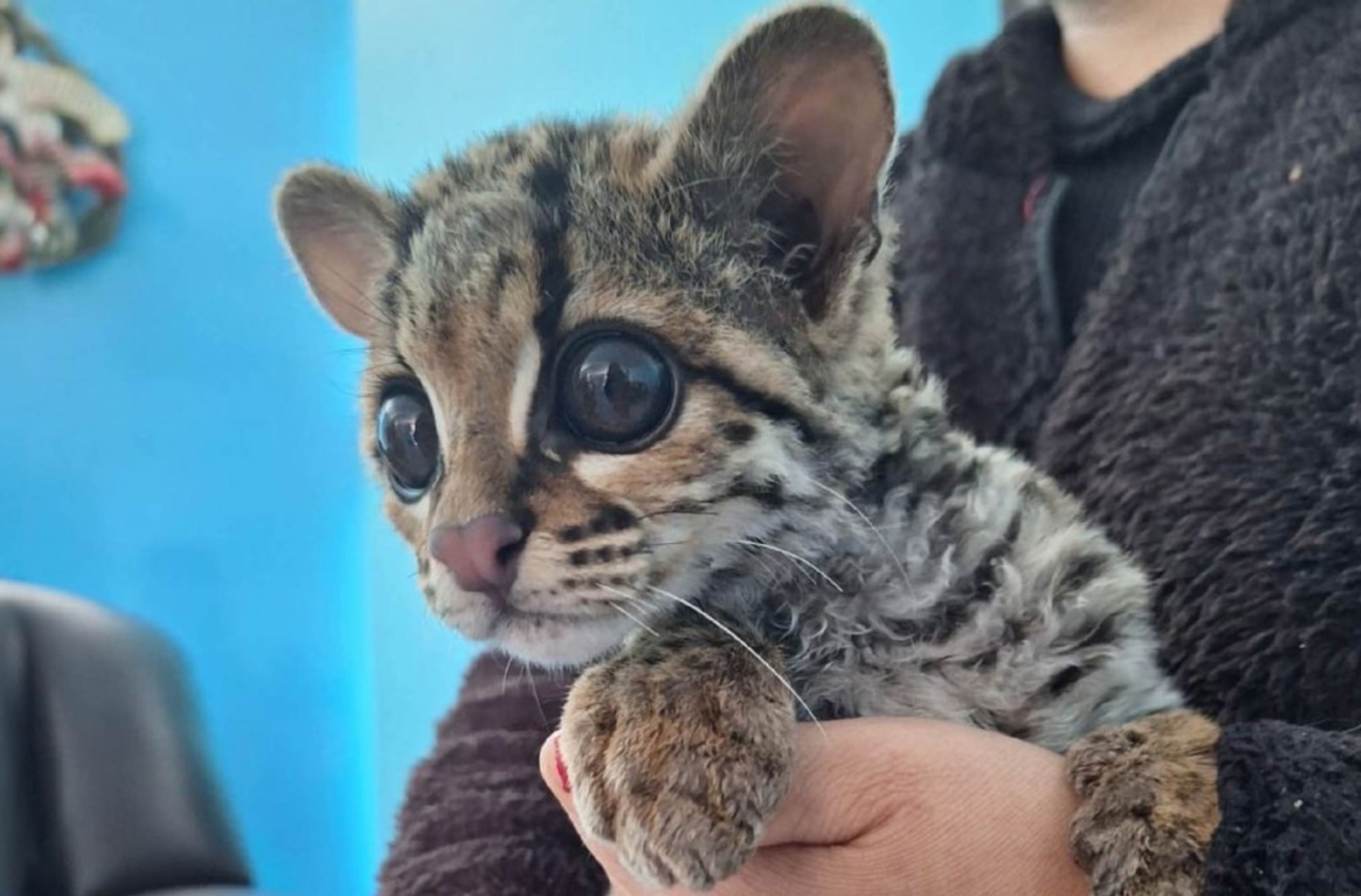  Gran sorpresa se llevó una familia en Yauyos, al encontrar una cría de margay en la cochera de su vivienda.