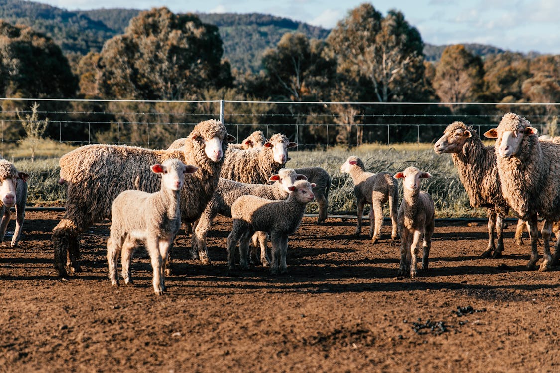 alpaca