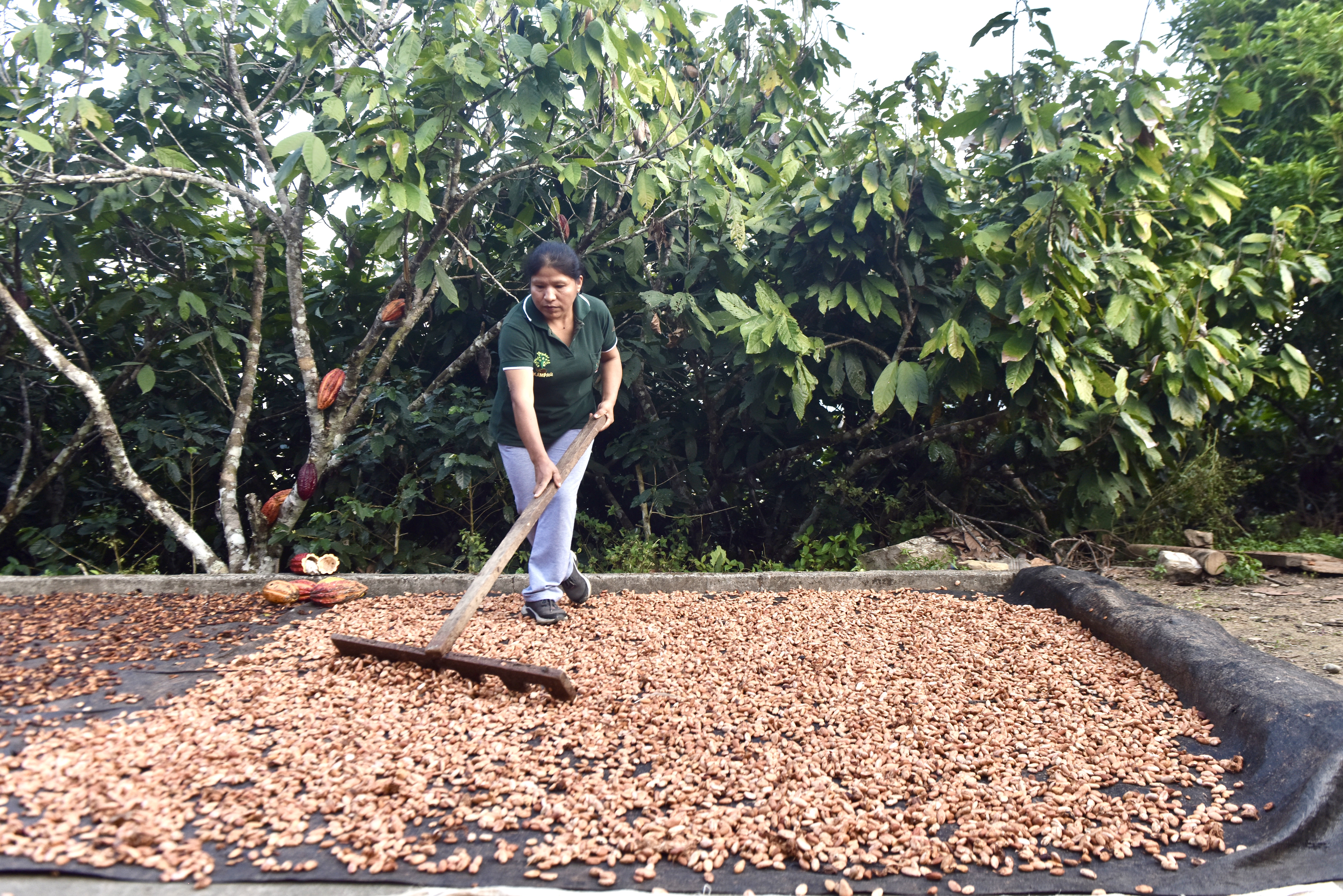 Plácida cuidando su cacao. Foto: Javier Zapata.