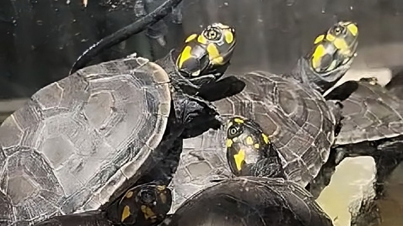 Siete tortugas, entre ellas dos terrestres (motelo) y cinco de río (taricaya), rescatadas del tráfico ilegal.