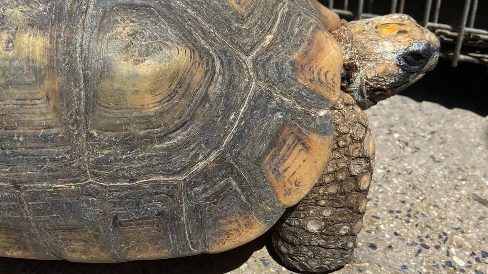 Siete tortugas, entre ellas dos terrestres (motelo) y cinco de río (taricaya), rescatadas del tráfico ilegal.