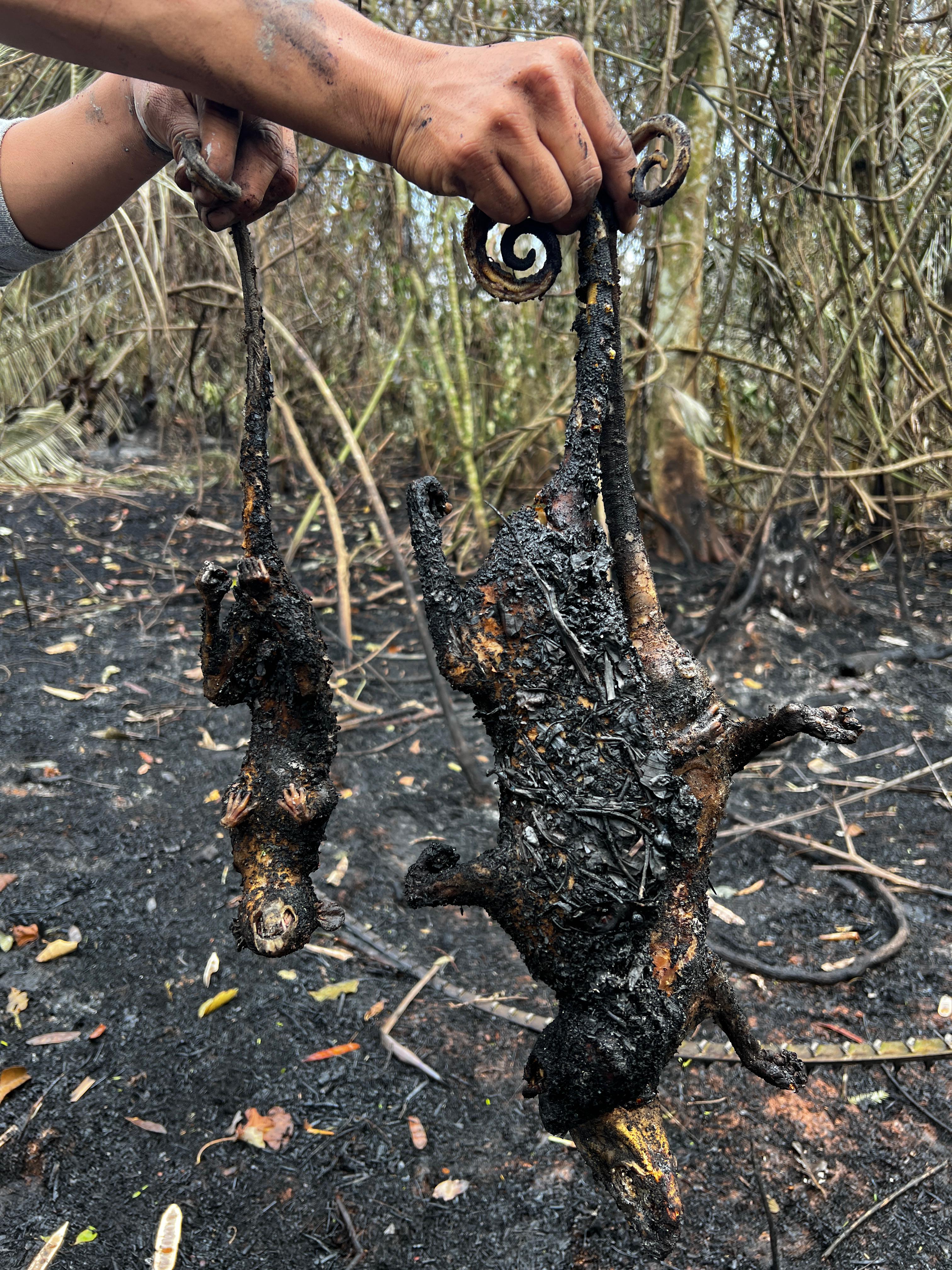 Animal calcinado durante incendio en San Martín. Foto de André Cabanillas.