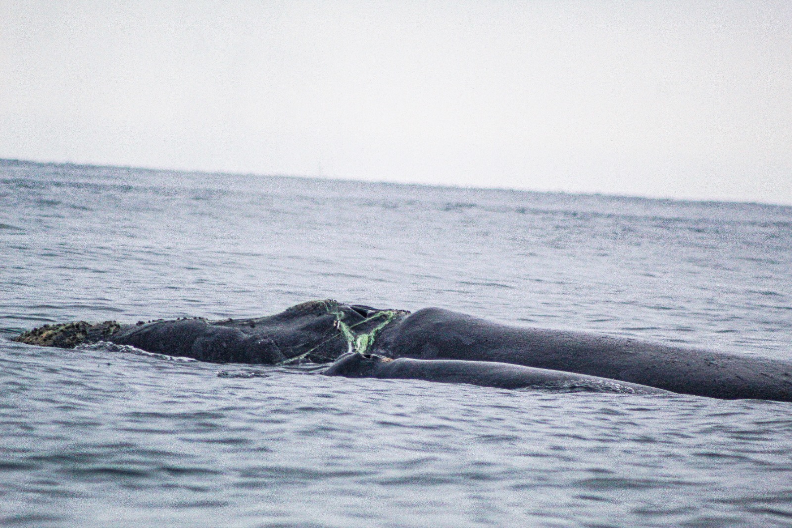 ballenas