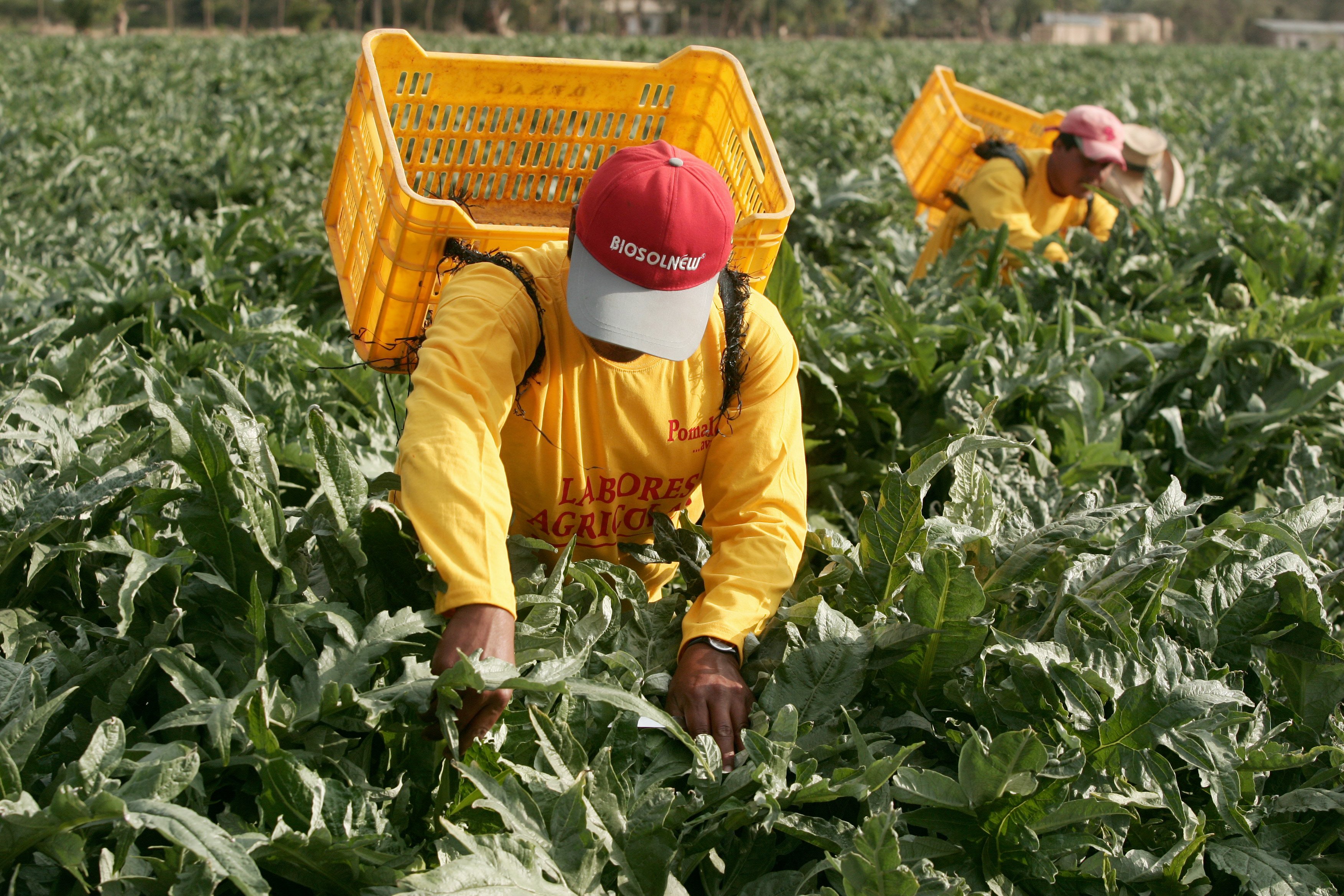 Agricultura