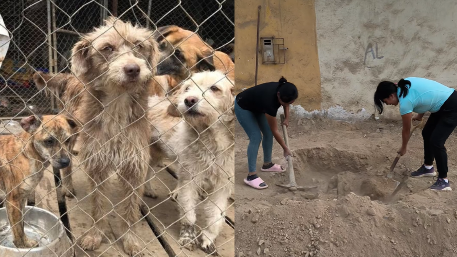 La perrita Donna fue enterrada por los rescatistas del albergue.