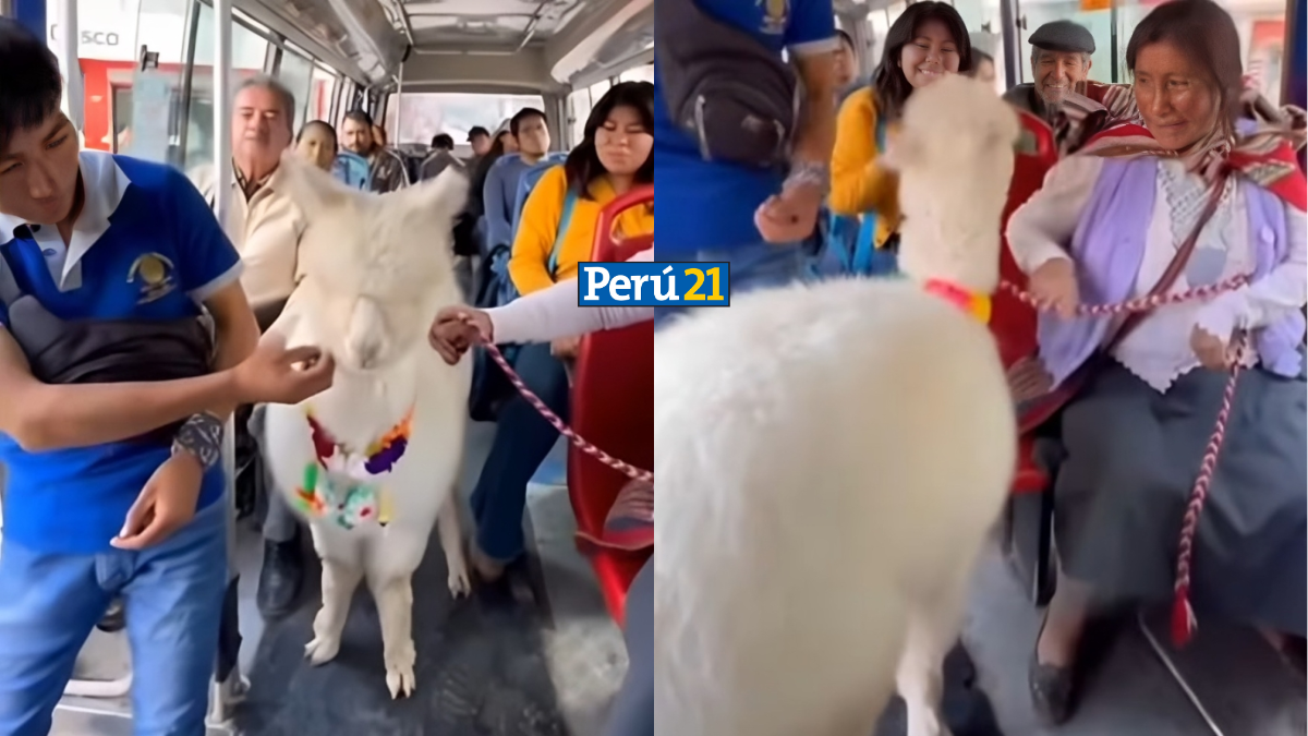 Alpaca no paga pasaje en cúster en Cuzco, Perú