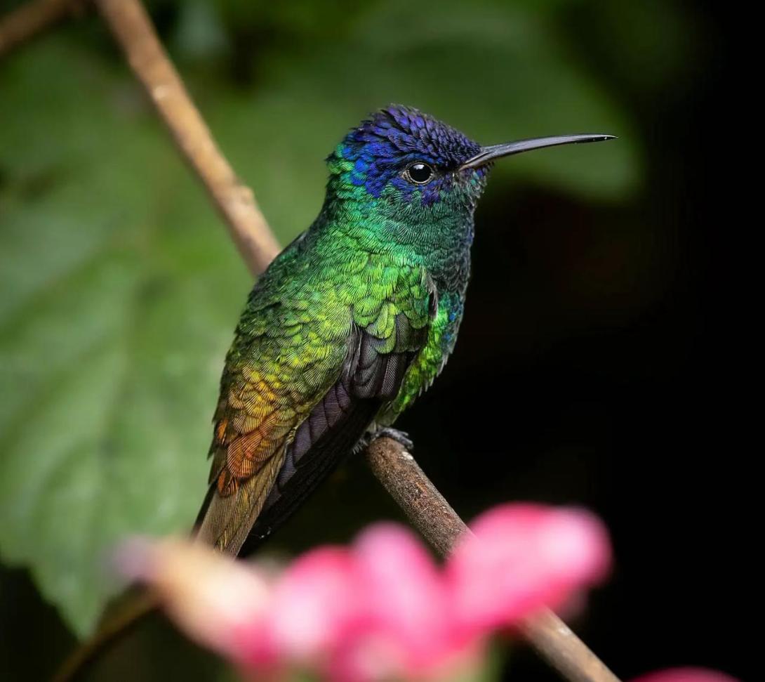 Estos son todos los lugares que puedes visitar en Perú para el avistamiento de aves.