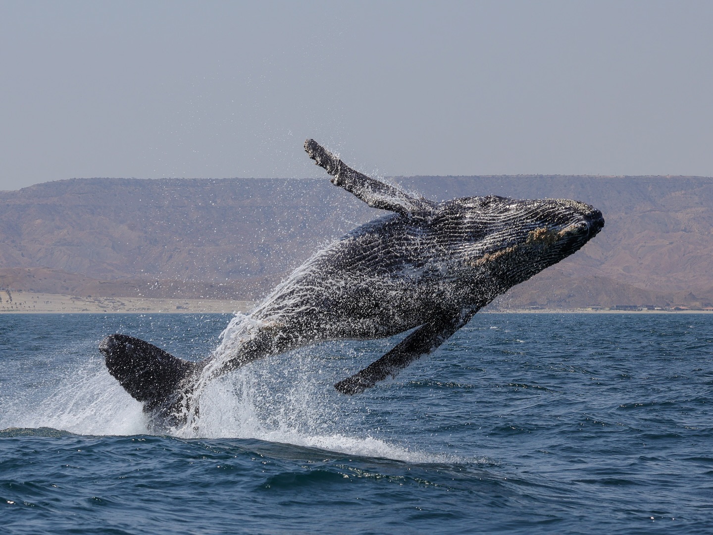 avistamiento de ballenas