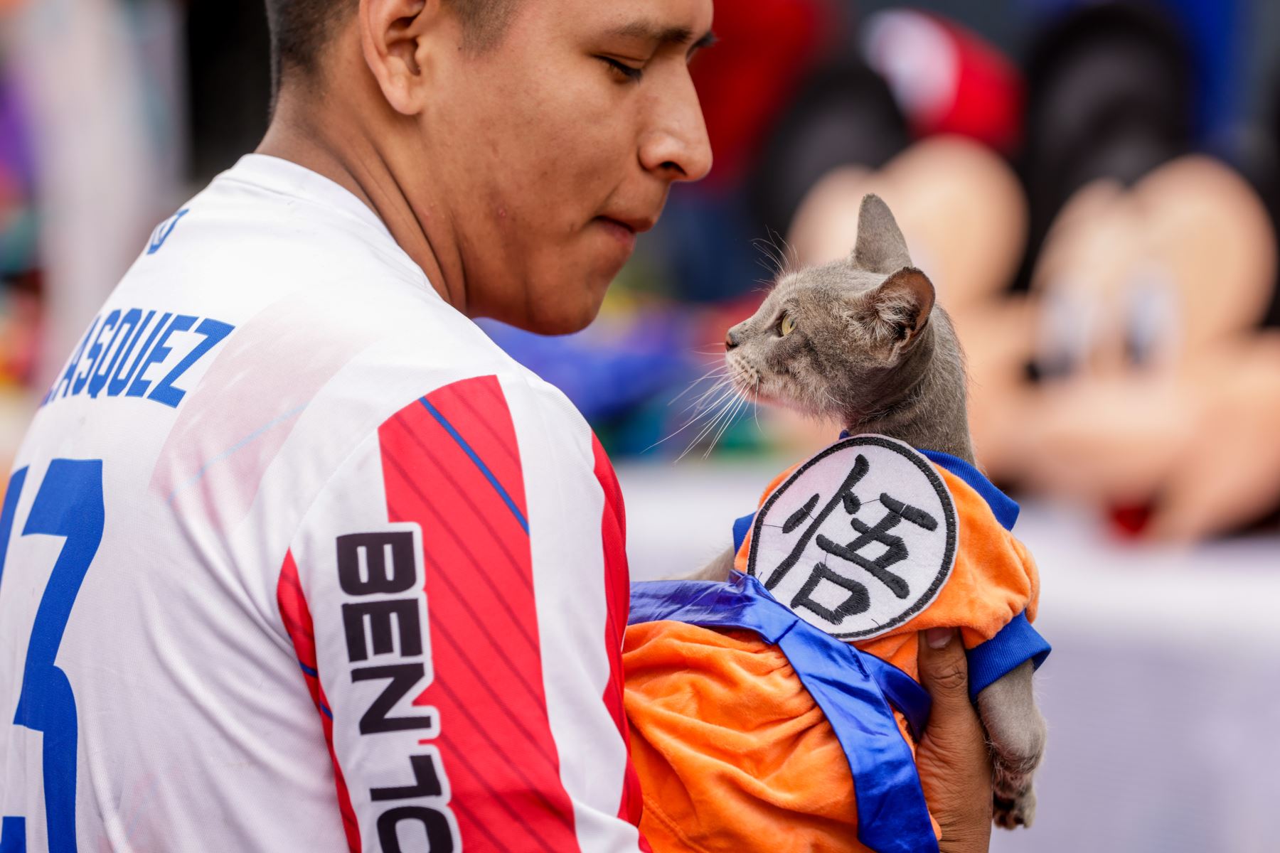 Gato russian blue mestizo disfrazado con el traje de Dragon Ball.