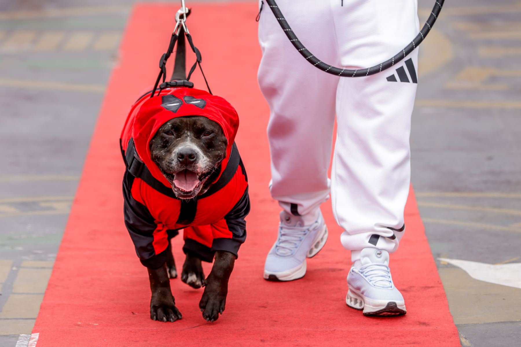 Perrito mestizo disfrazado de Dogpool, personaje de la película Deadpool.