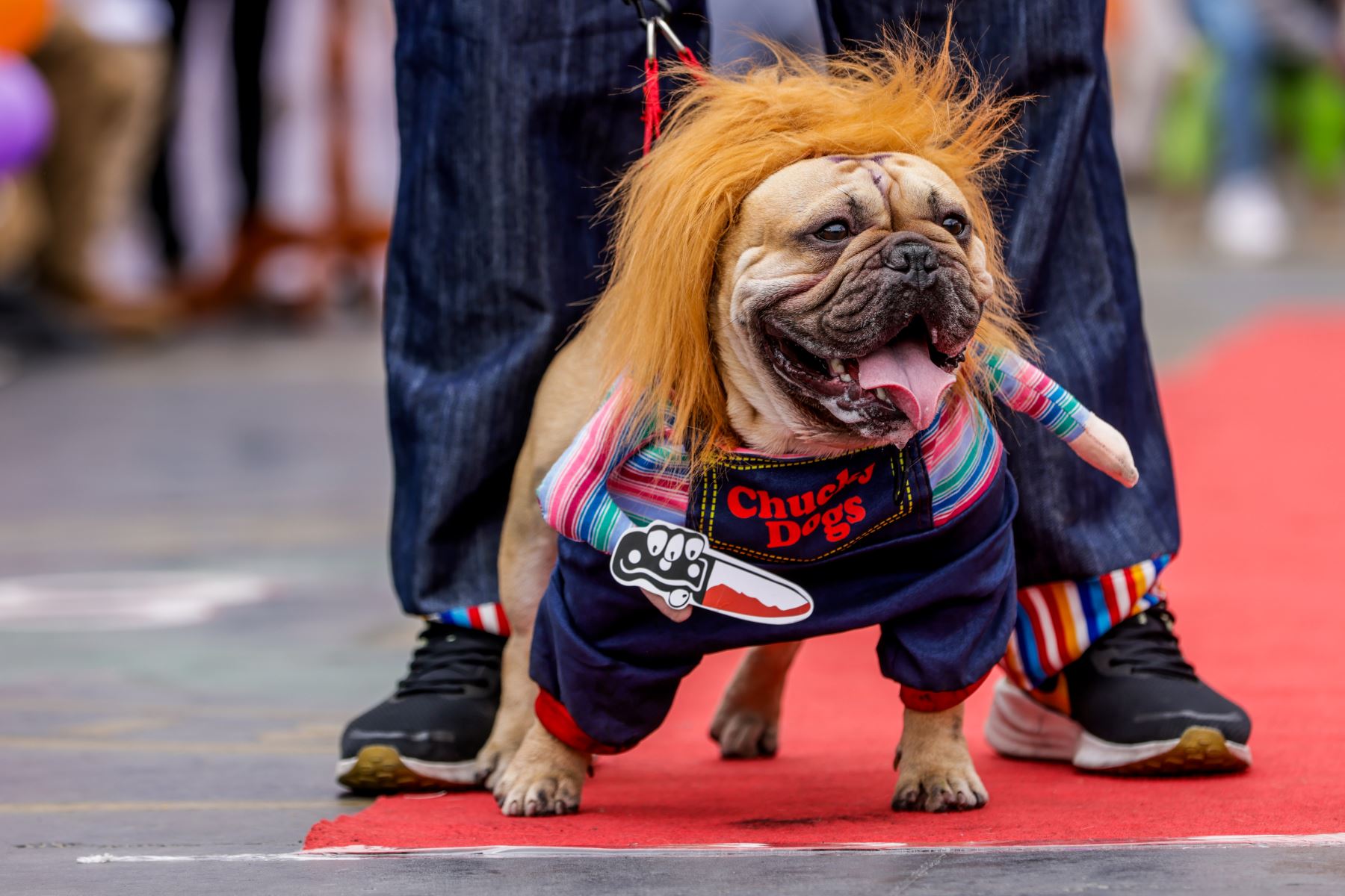 Bulldog mestizo disfrazado de Chucky.